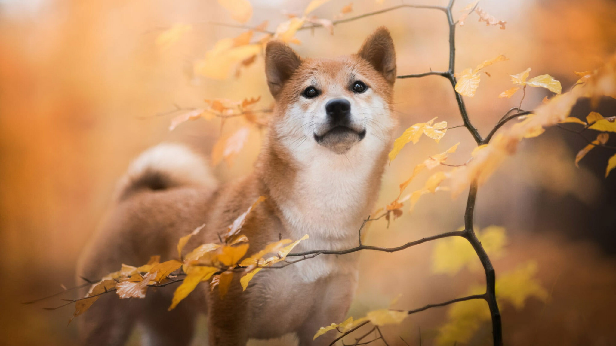 Shiba Inu: Dogs, Animal, Fall, Pet, Puppy, Japanese breed. 2050x1160 HD Background.