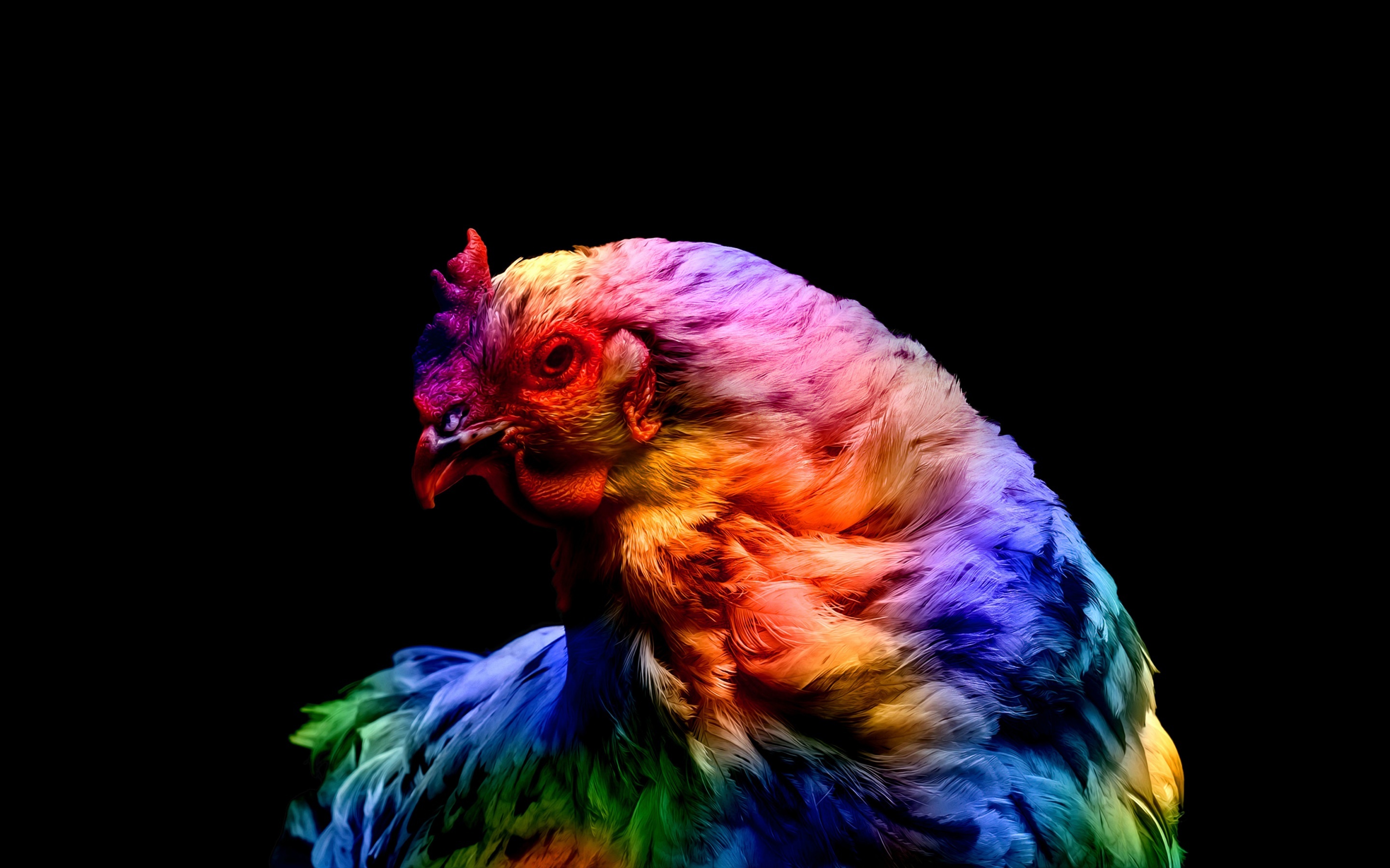 Colorful chicken, Dark background, 4K wallpaper, Striking and bold, 2880x1800 HD Desktop