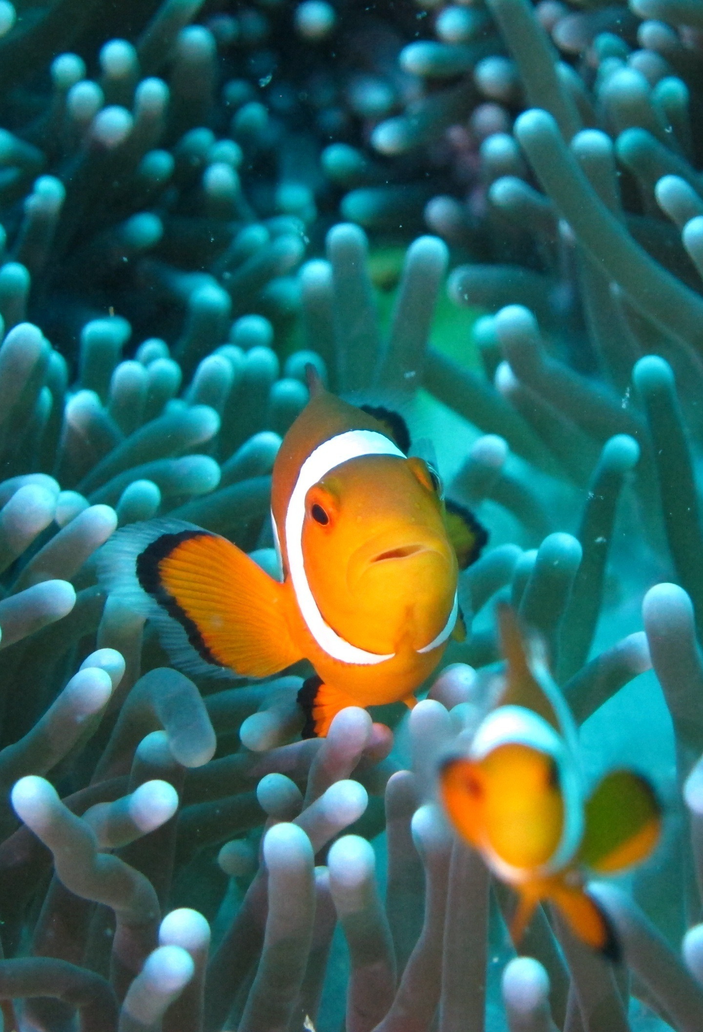 Captivating clownfish, Underwater aquarium life, Stunning HD wallpaper, Marine beauty, 1440x2120 HD Phone