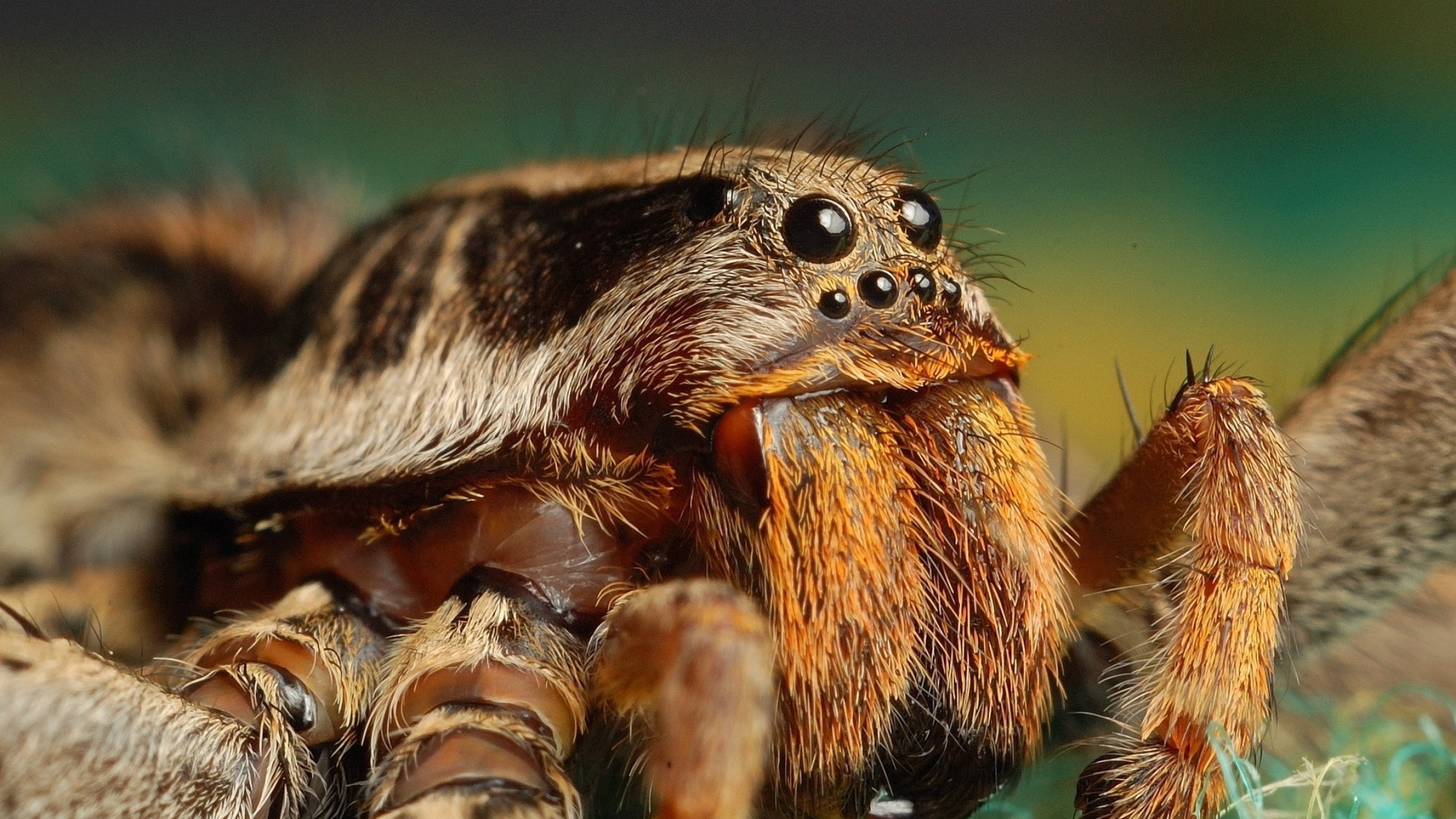 Tarantula wallpapers, High-definition images, Stunning arachnids, Wallpaper-worthy, 2560x1440 HD Desktop