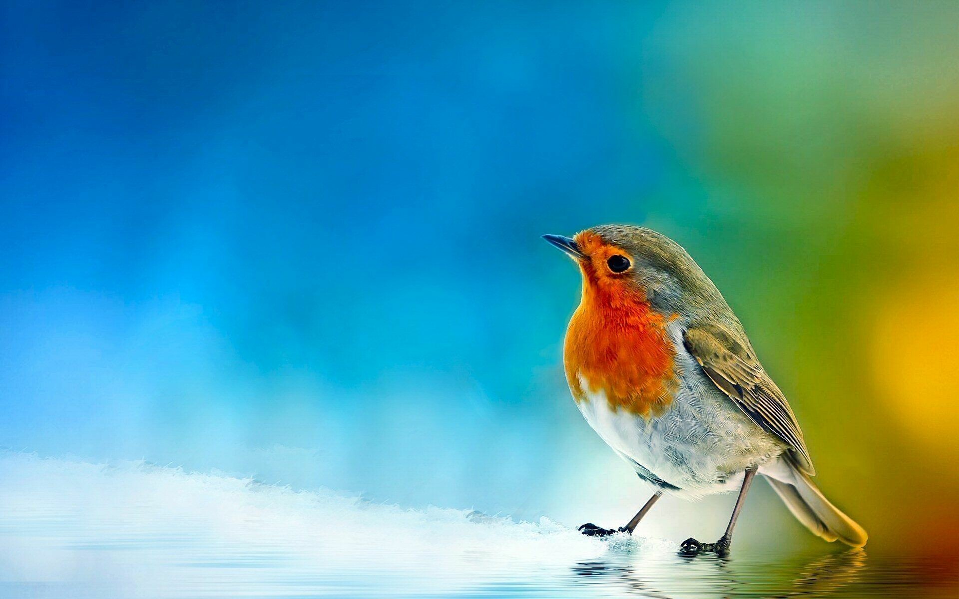 Bird: European robin, Belongs to the chat subfamily of the Old World flycatcher family. 1920x1200 HD Wallpaper.