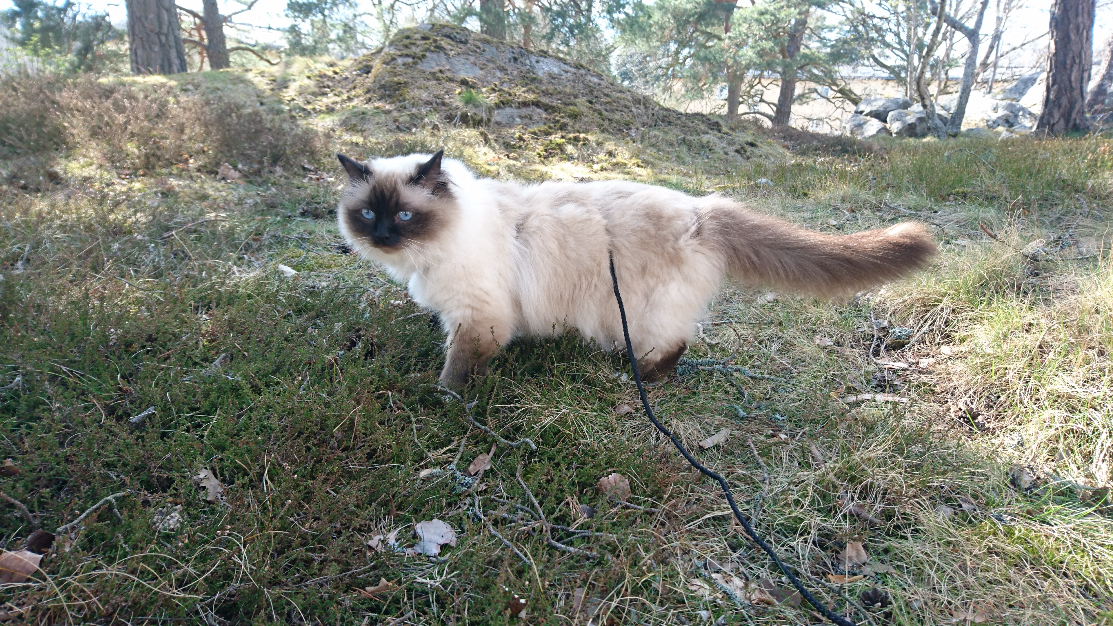 Cat walk outside, Cat's adventure album, Outdoor walk, Imgur, 3840x2160 4K Desktop