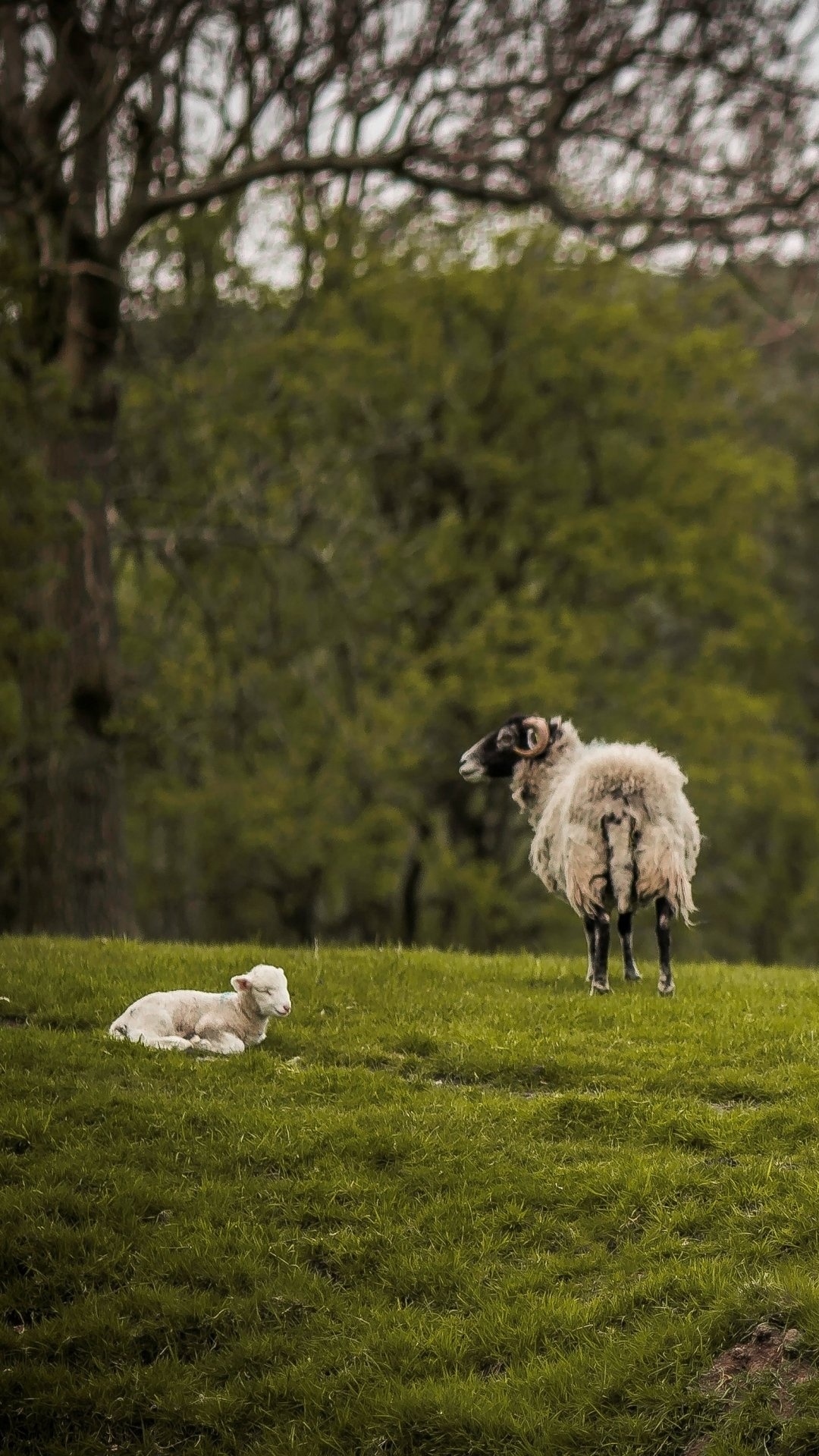 Gentle sheep portrait, Fuzzy and adorable, Curious gaze, Farm animal cuteness, 1080x1920 Full HD Phone