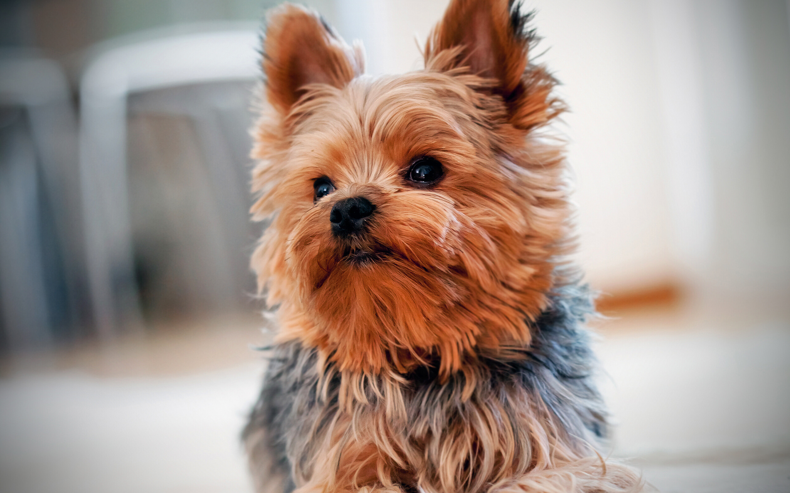 Yorkshire Terrier, Cute dog wallpapers, High-quality images, Desktop-friendly, 2560x1600 HD Desktop