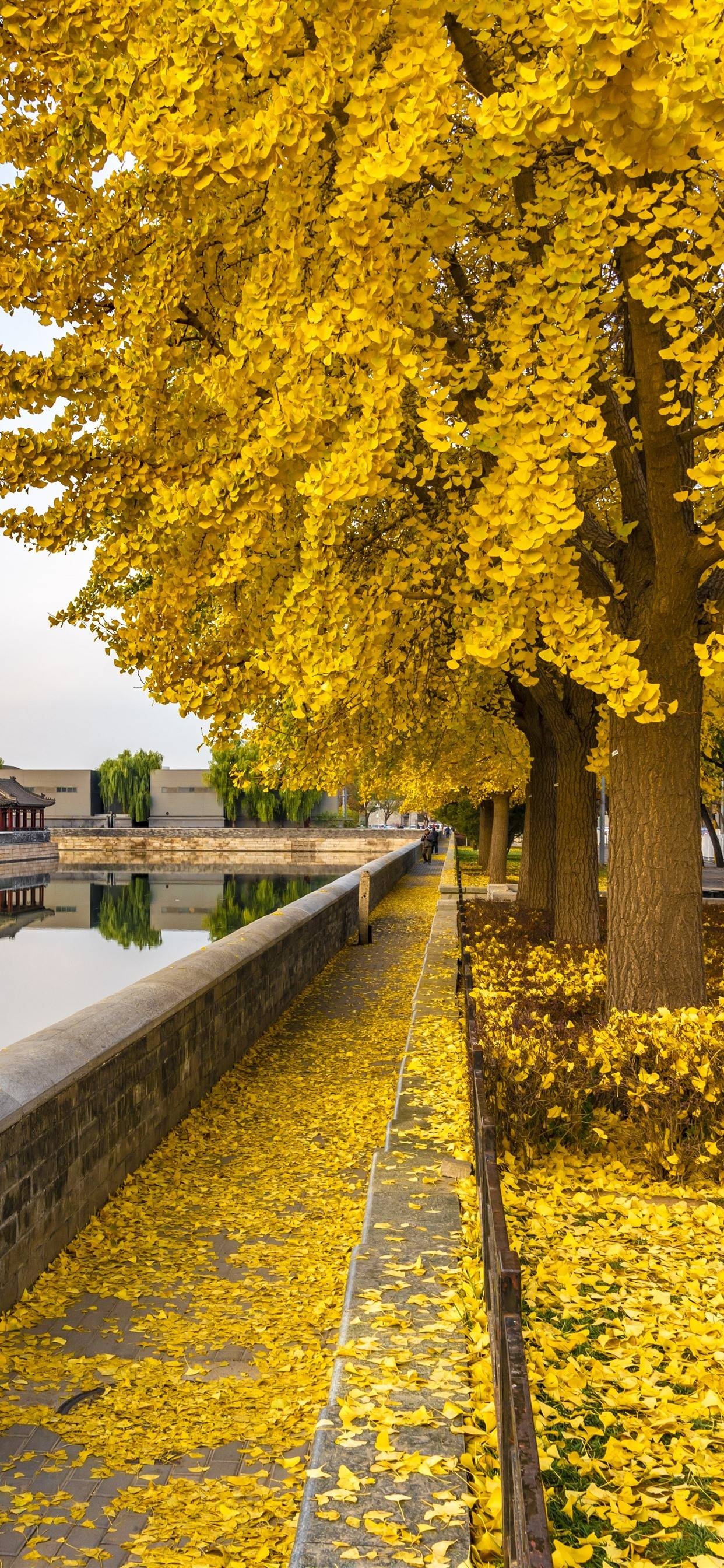 Ginkgo Biloba, Yellow leaves, Autumnal beauty, Vibrant wallpapers, 1250x2690 HD Handy