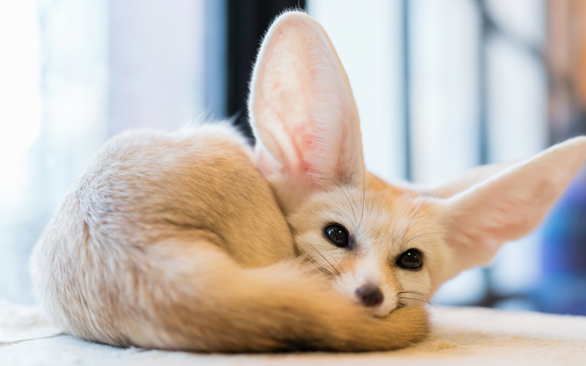 Fox: Fennec, The smallest of all the world's foxes, Large ears, measuring 6 inches. 1920x1200 HD Background.