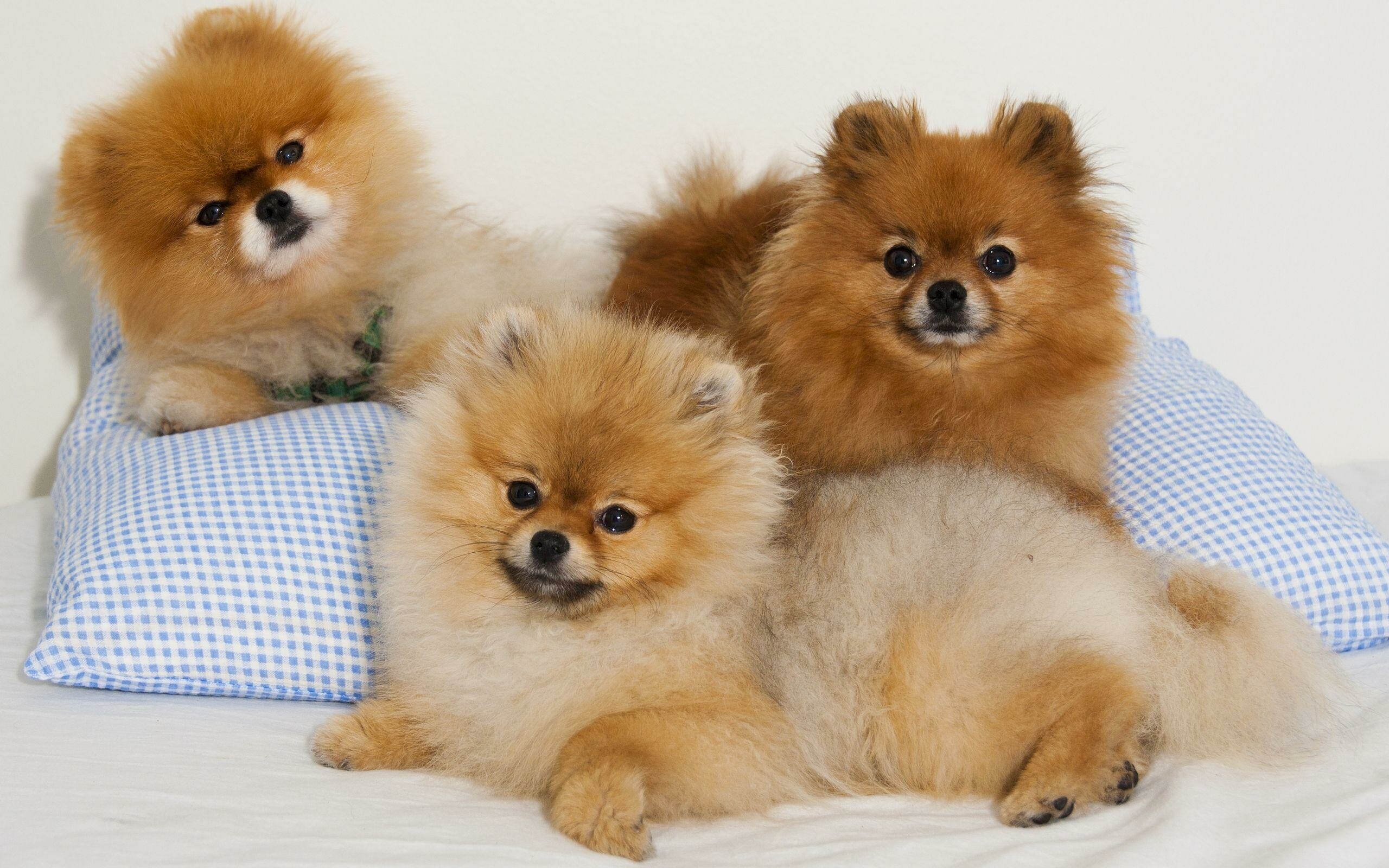 Pomeranian: Queen Victoria adopted a small red dog in 1888, Spitz. 2560x1600 HD Wallpaper.