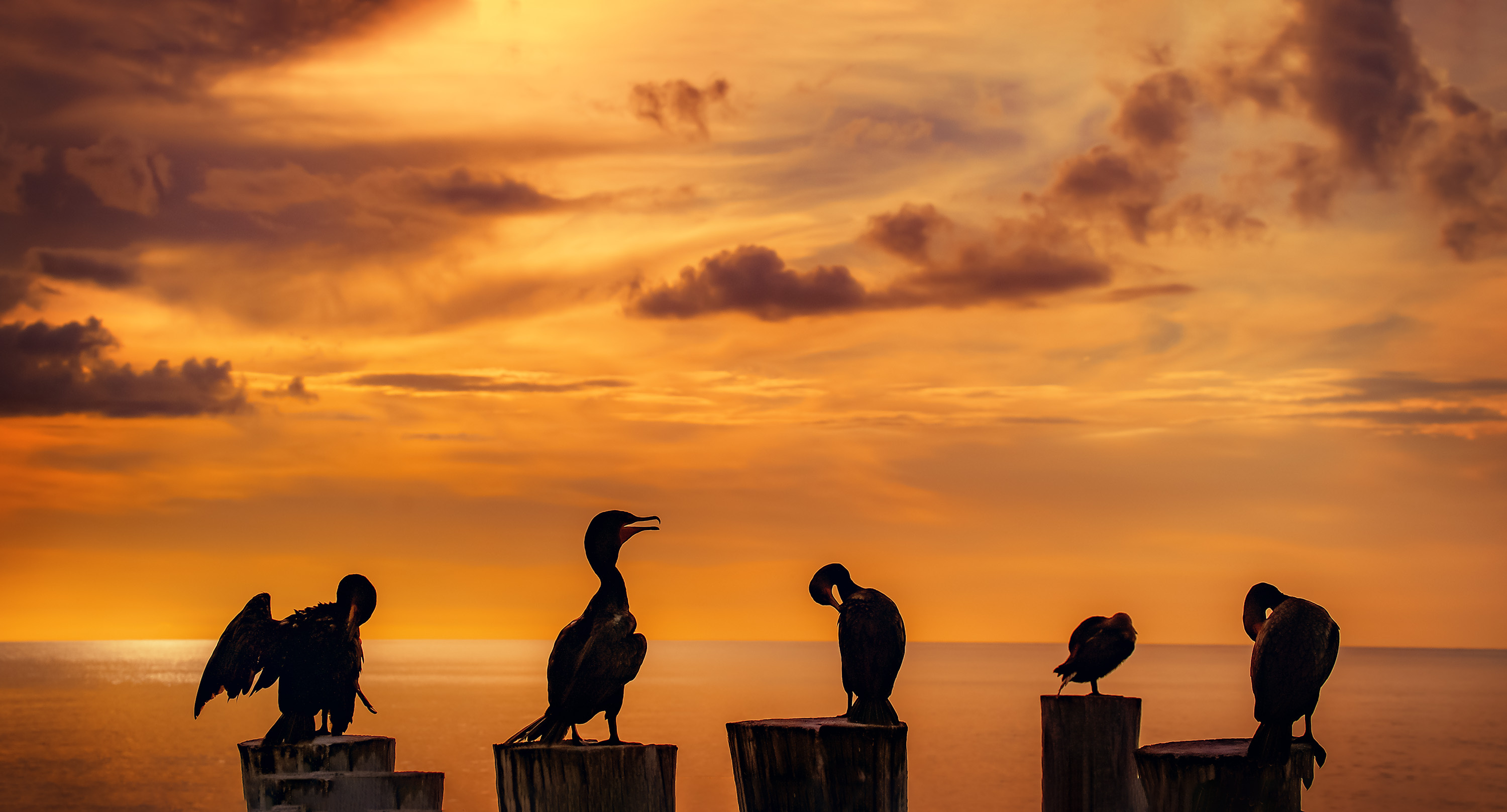 Best cormorant photos, Spectacular avian captures, Stunning imagery, Natural beauty, 3000x1620 HD Desktop
