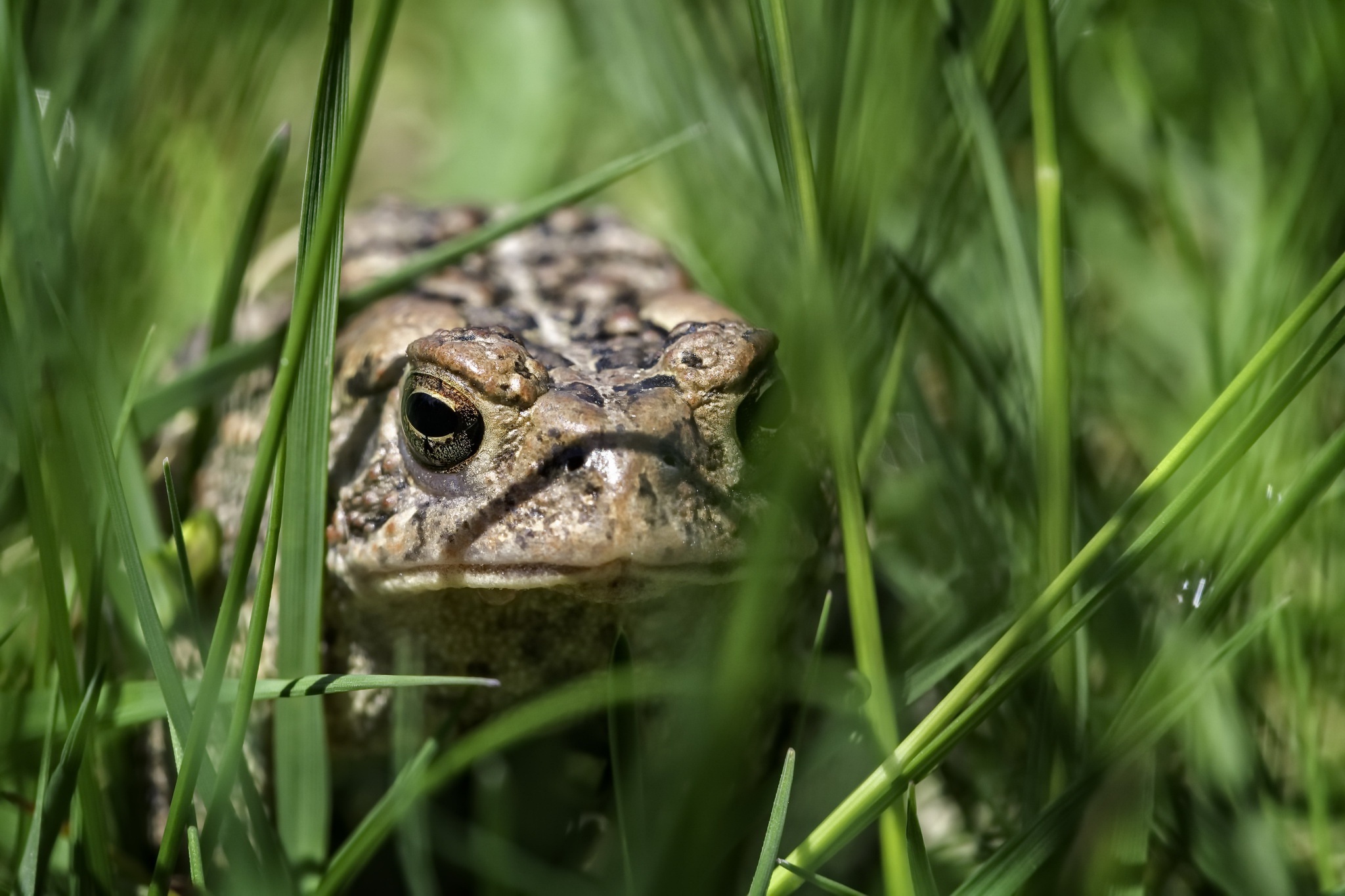Toad wallpapers, Diverse collection, Toad species, Nature's elegance, 2050x1370 HD Desktop