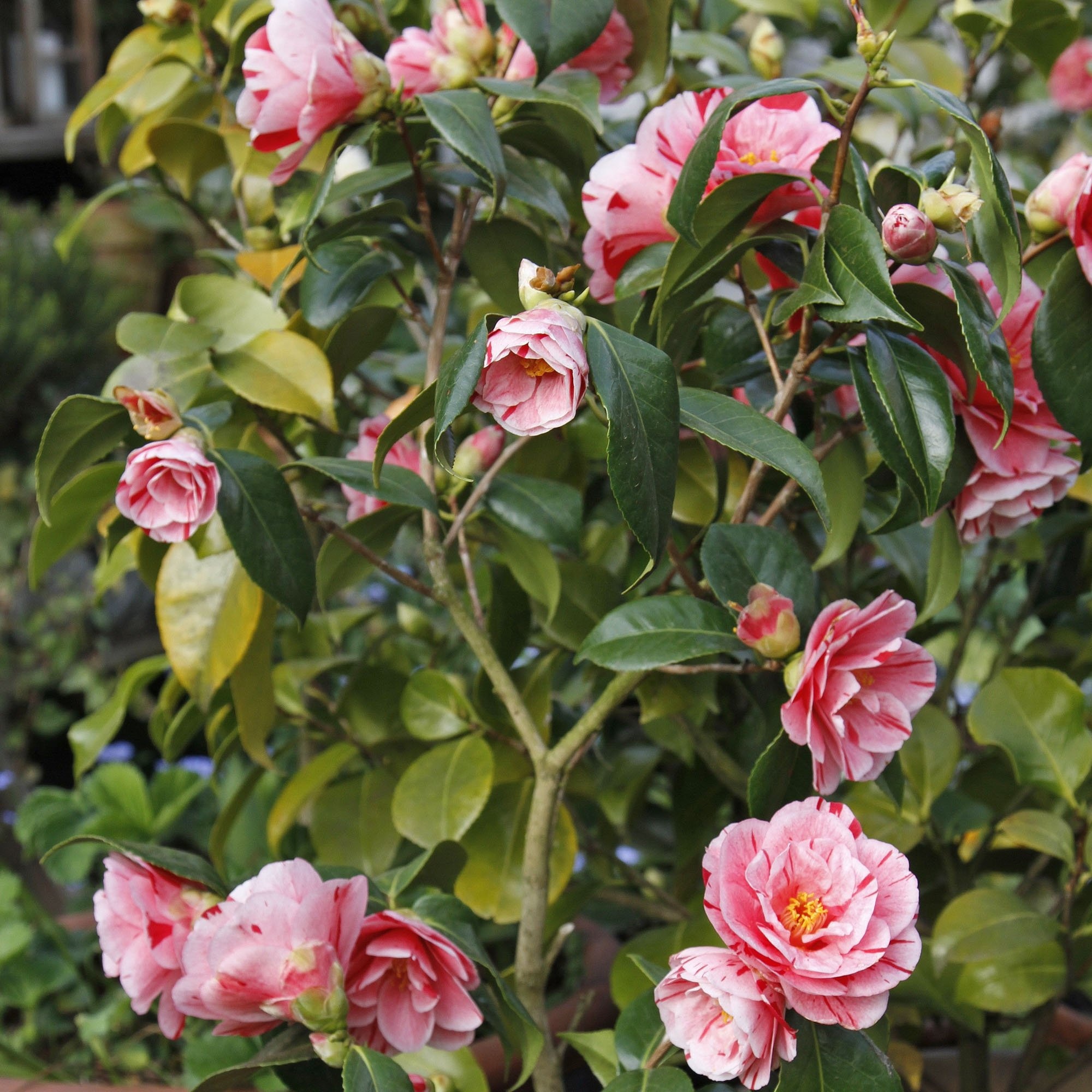 Japanese camellia, Pflanzen und pflegen, Mein schner garten, Garten, 2000x2000 HD Phone