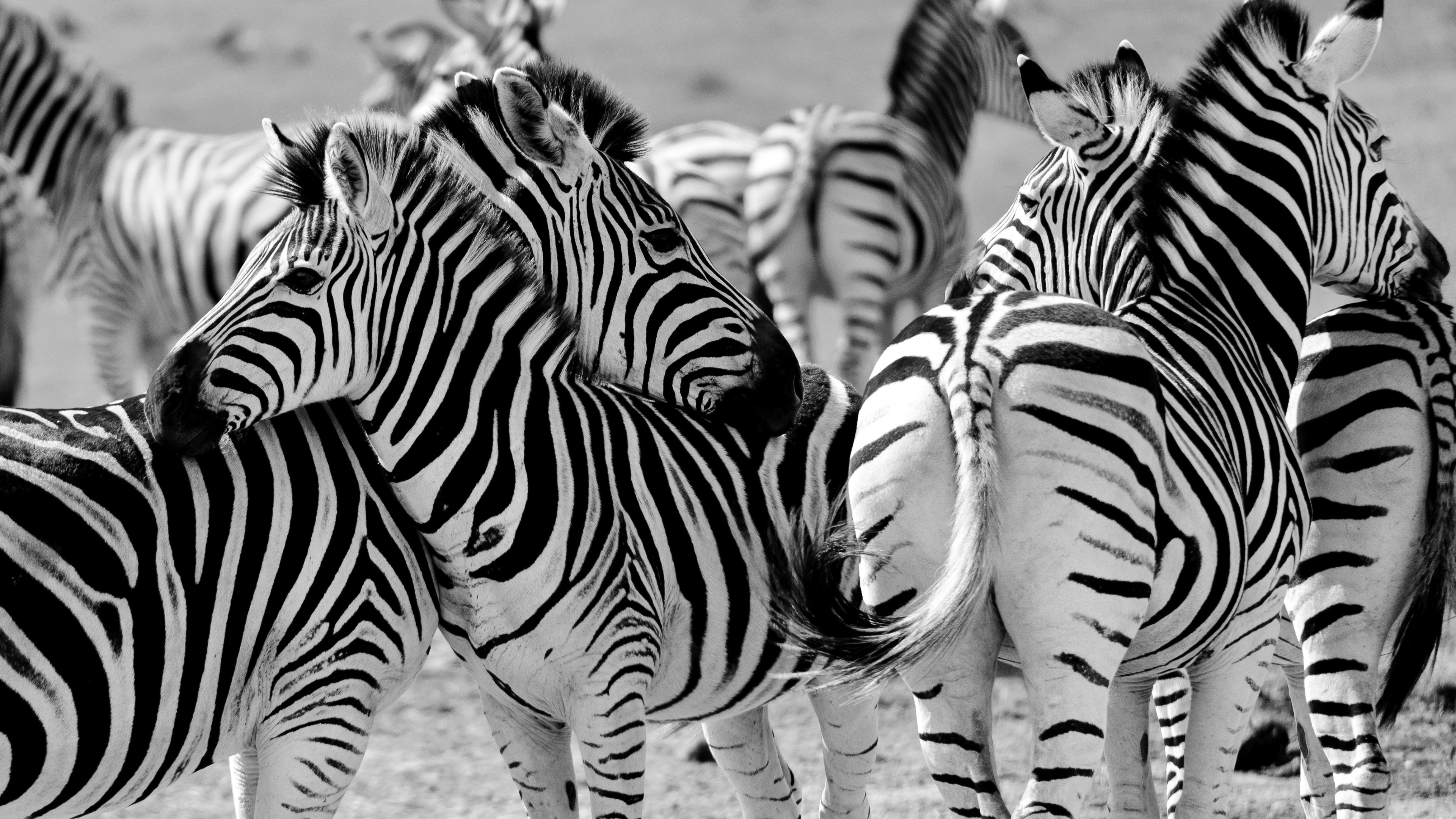 HD zebra wallpapers, Ultra HD wildlife, Cool and vibrant, Striking animal photography, 3840x2160 4K Desktop