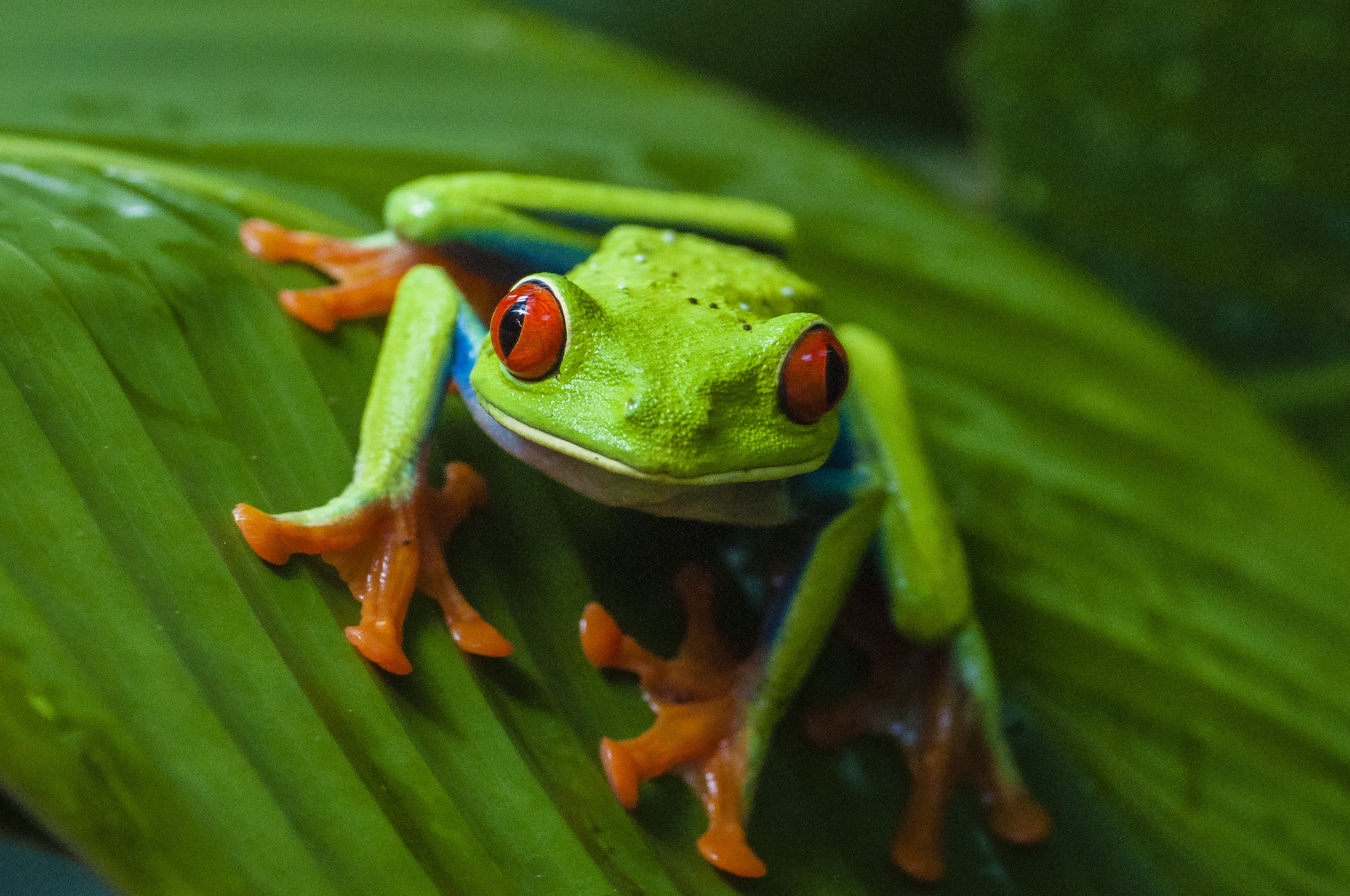Exquisite amphibious beauty, Vibrant red-eyed frog, Nature's wonders, 4K wallpaper, 2050x1360 HD Desktop