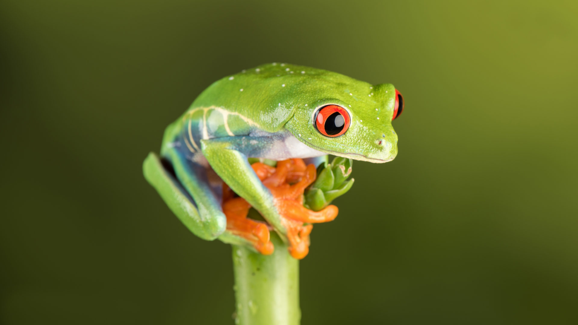 Red Eye Tree Frog, Enigmatic amphibian, Wonder's next stop, Nature's marvel, 1920x1080 Full HD Desktop