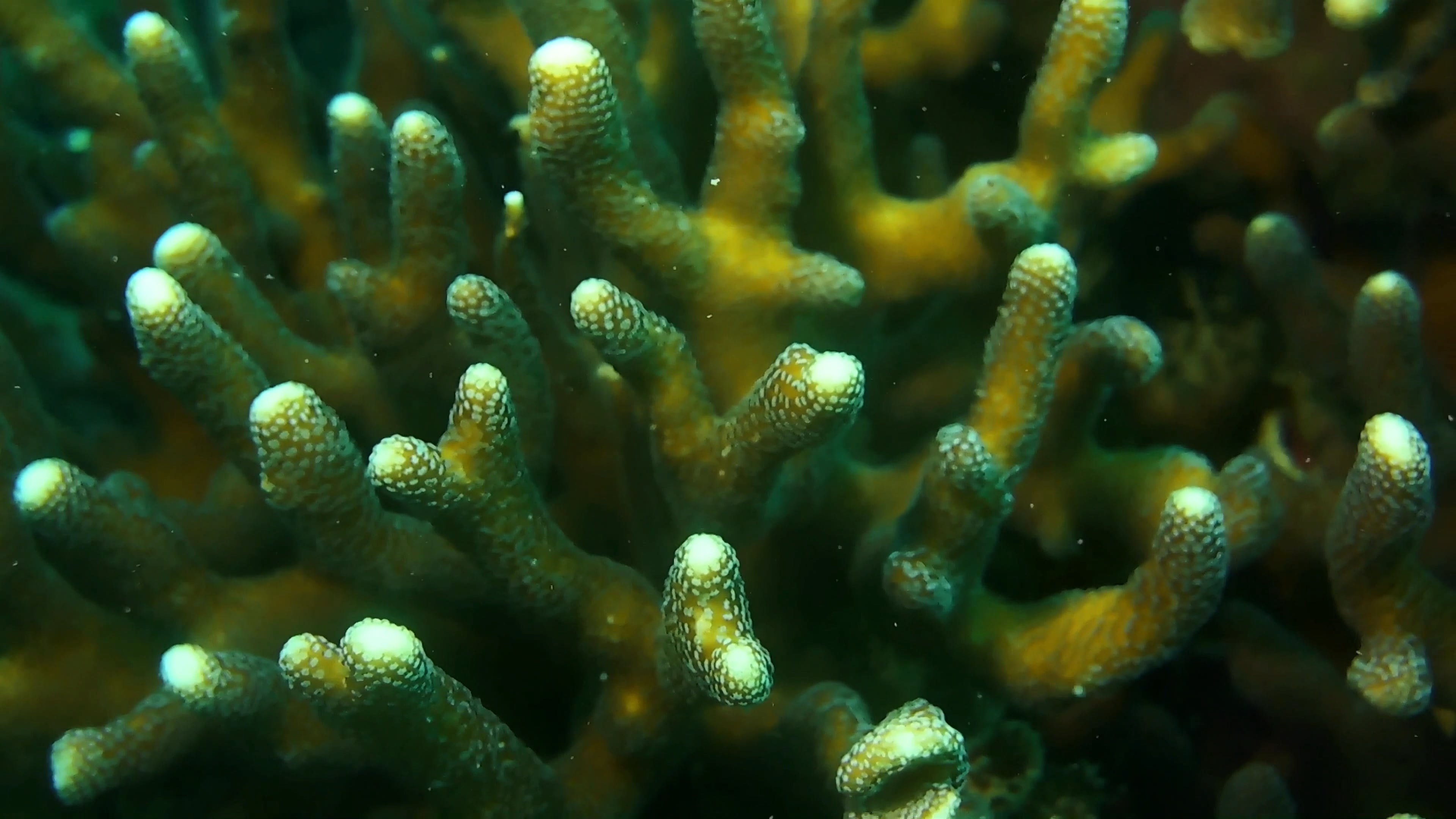 Close-up coral shot, Captivating marine life, Underwater exploration, Oceanic marvels, 3840x2160 4K Desktop