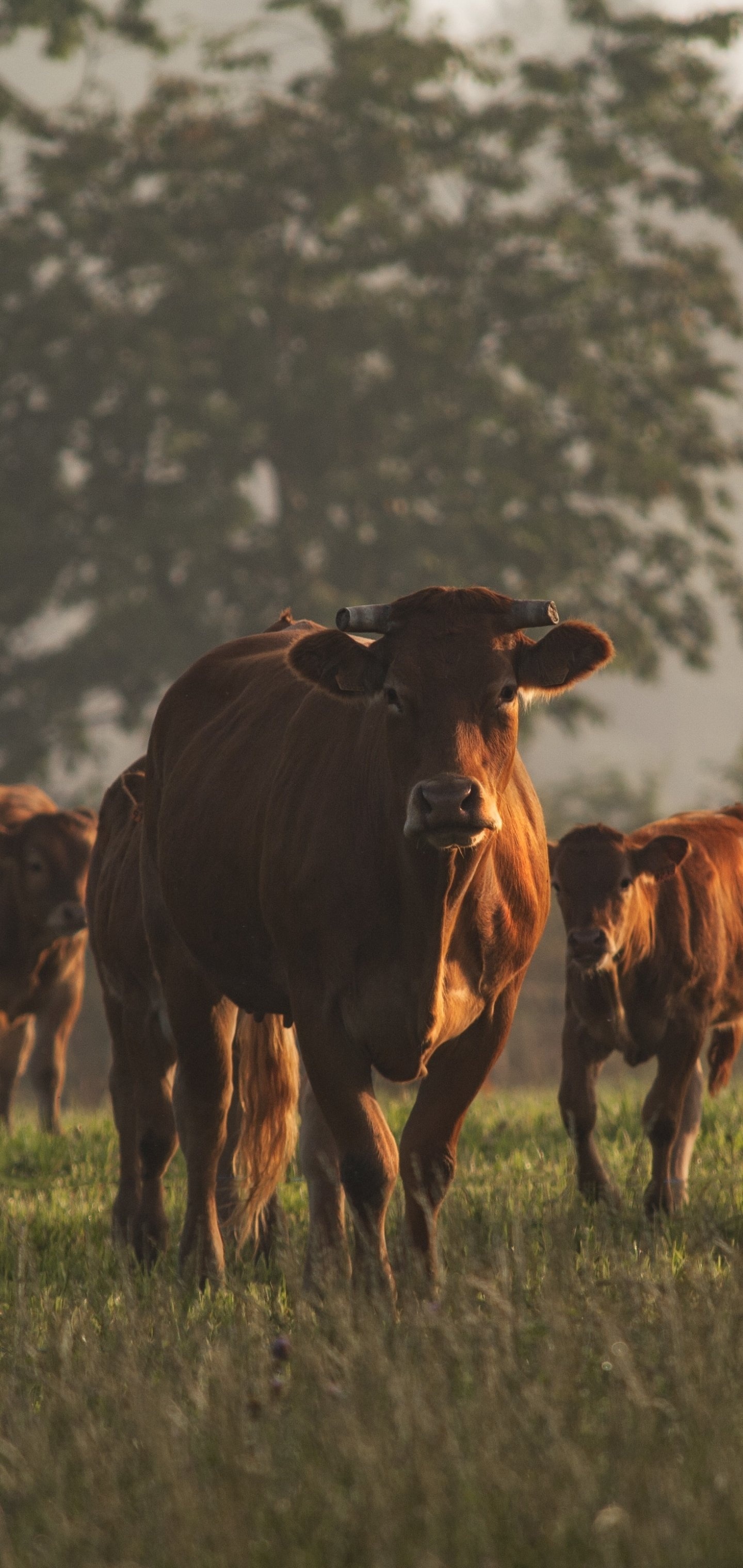 Photogenic cows, Majestic farm animals, Graceful bovines, Countryside beauty, 1440x3040 HD Handy