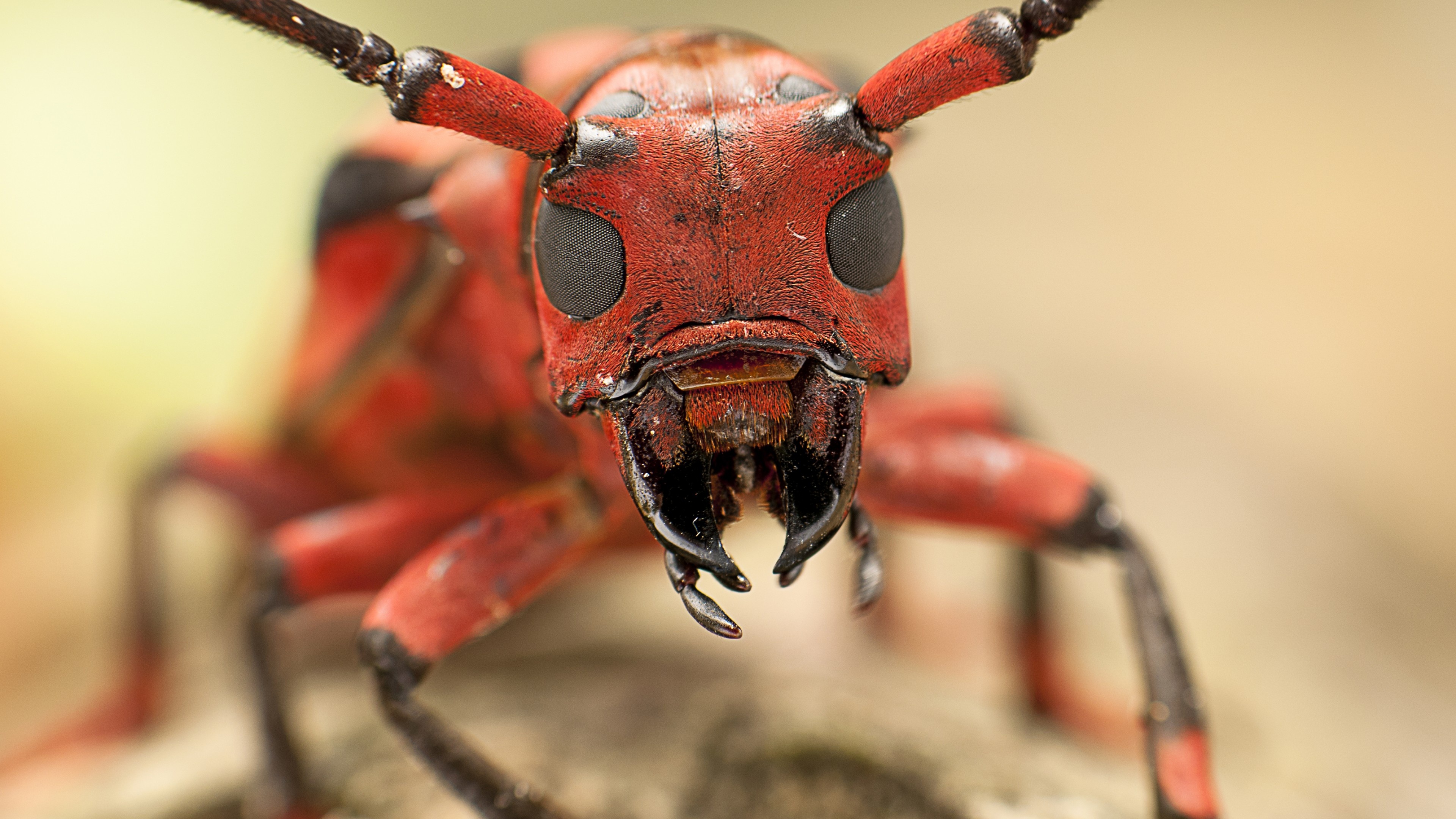 Macro ant wallpaper, Intricate details, Close-up beauty, Awesome animal photography, 3840x2160 4K Desktop