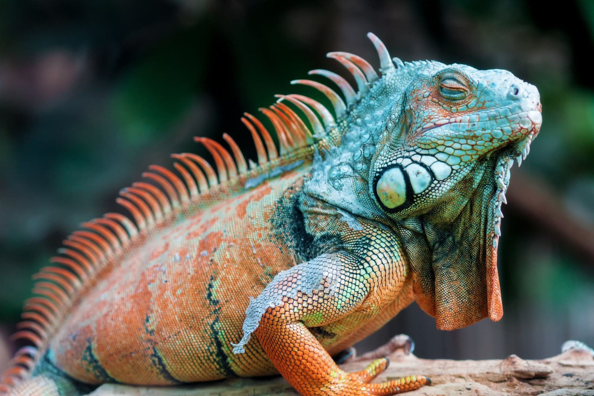 Iguana wallpapers, Stunning reptile, Colorful scales, Nature background, 1920x1280 HD Desktop