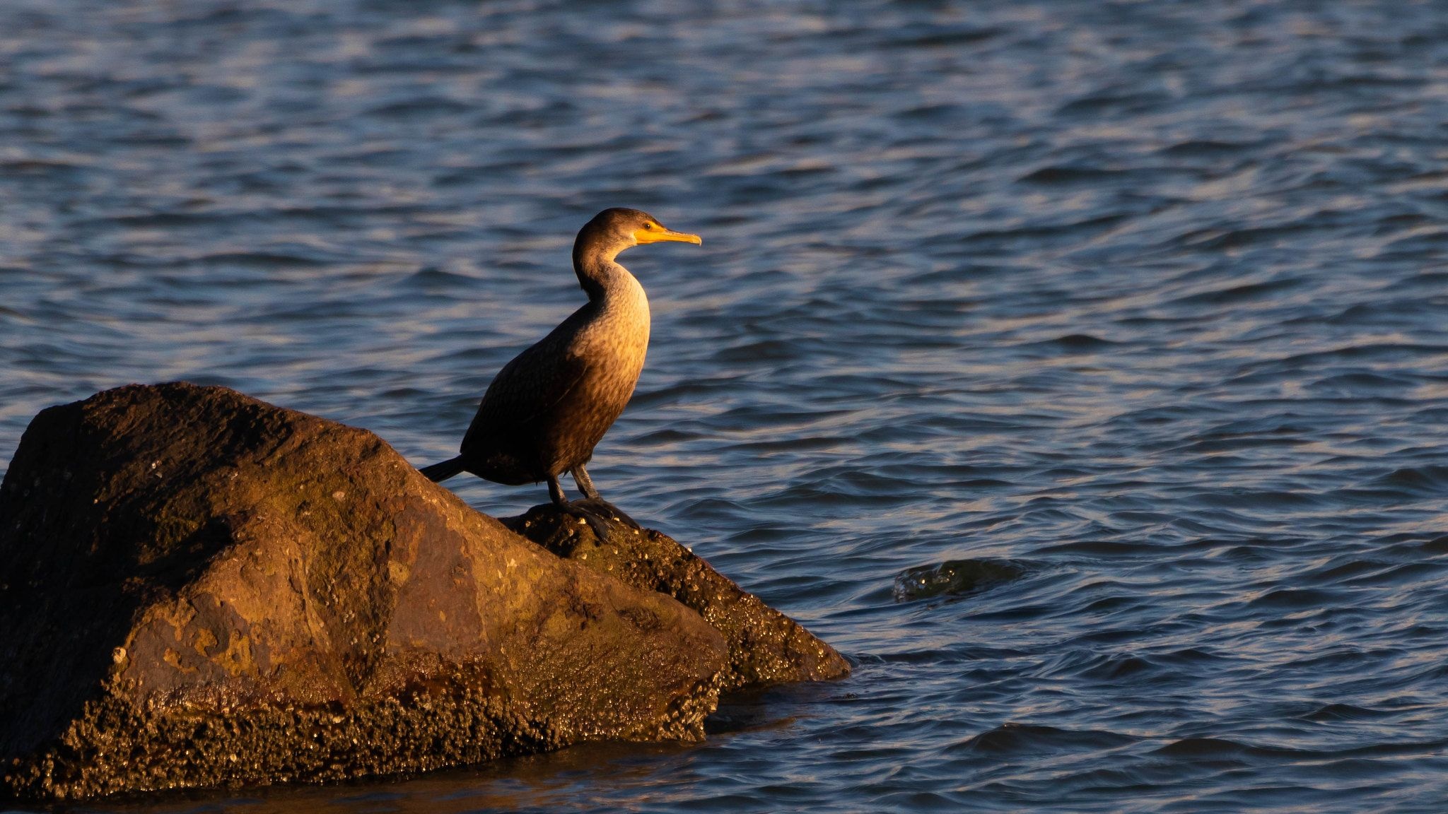 Cormorant perched on a rock, Avian serenity, Nature's peacefulness, Majestic bird, 2050x1160 HD Desktop