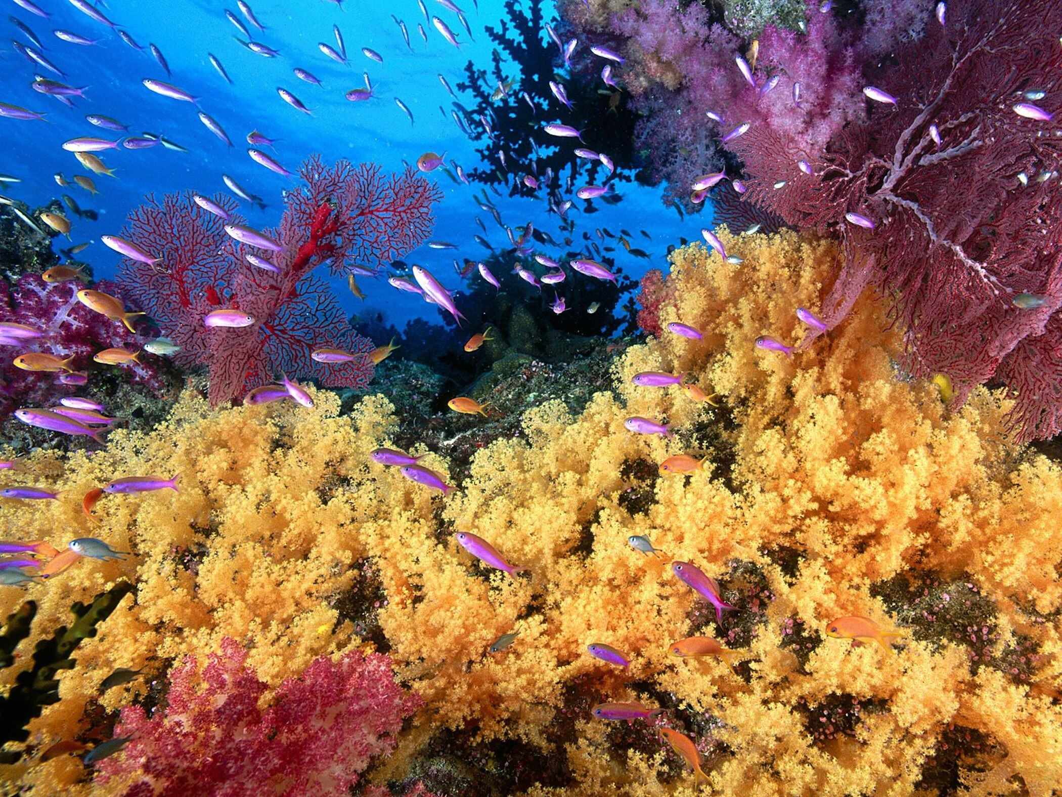 Coral Reef: Soft Yellow Corals, Underwater. 2100x1580 HD Background.