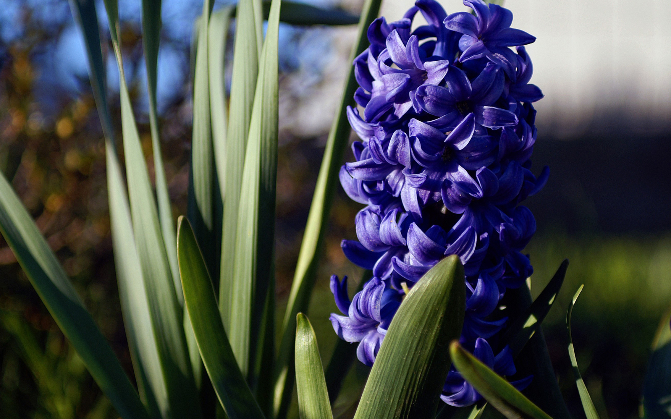 Hyacinth wallpaper, Floral charm, Nature's delight, Striking colors, 2560x1600 HD Desktop