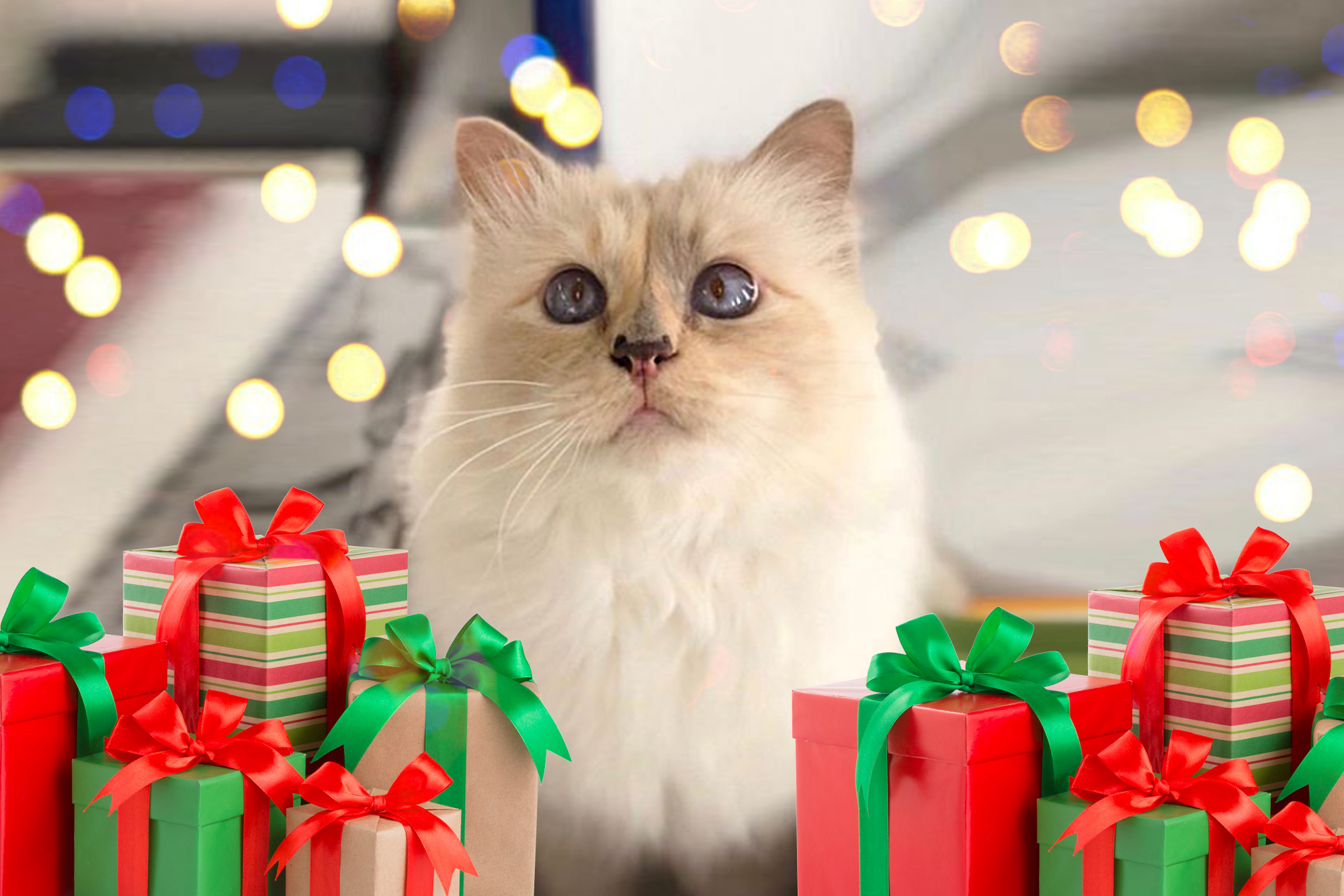 Karl Lagerfeld's cat, Fancier Christmas, Page Six, 2000x1340 HD Desktop
