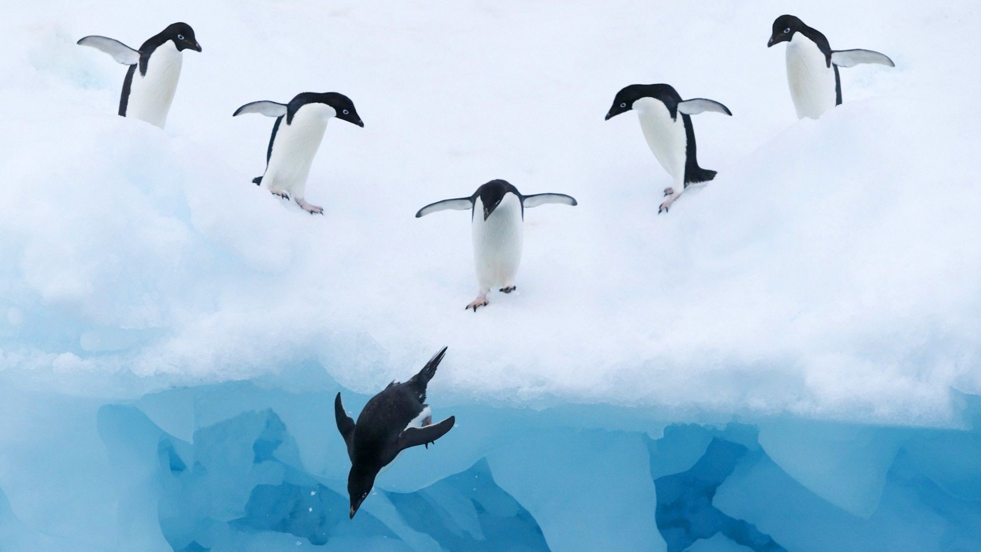 Penguin scene wallpapers, 4K HD backgrounds, Arctic landscapes, Penguin beauty, 1920x1080 Full HD Desktop