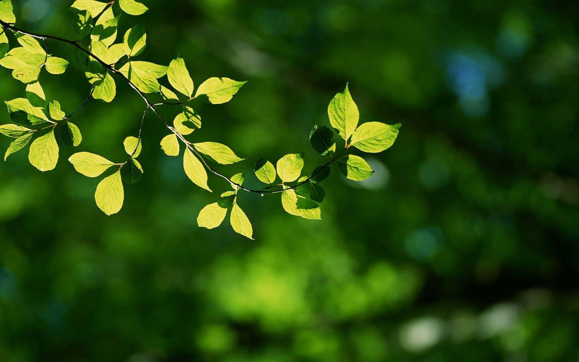 Leaf: The petiole helps the plant transport the energy. 1920x1200 HD Wallpaper.