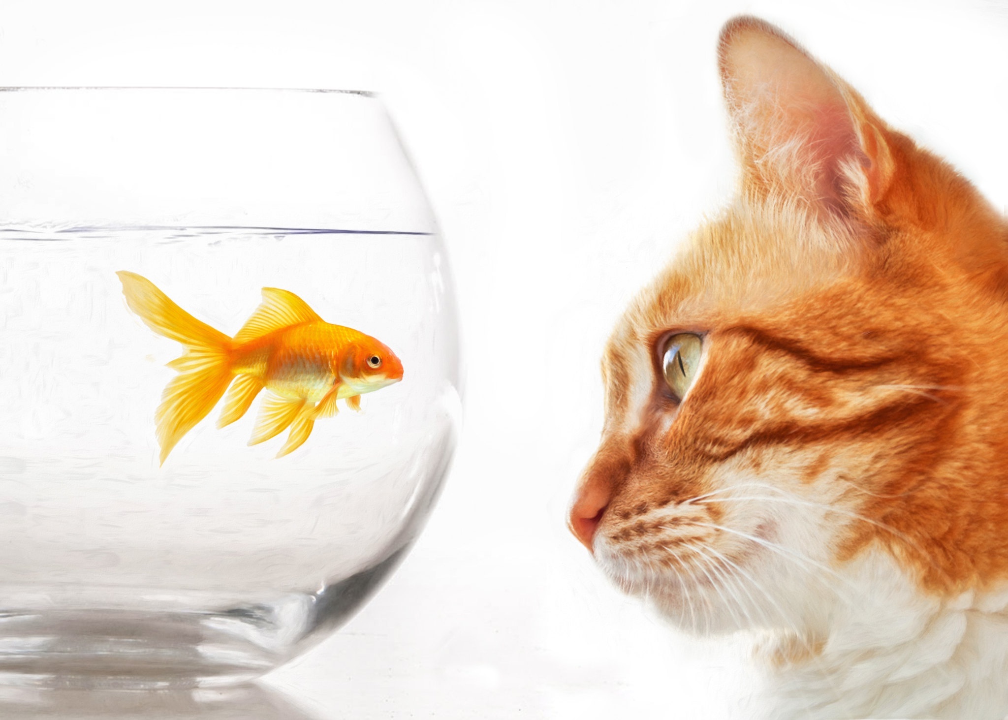 Fishbowl, Goldfish pets, Underwater paradise, Aquarium life, 2050x1470 HD Desktop