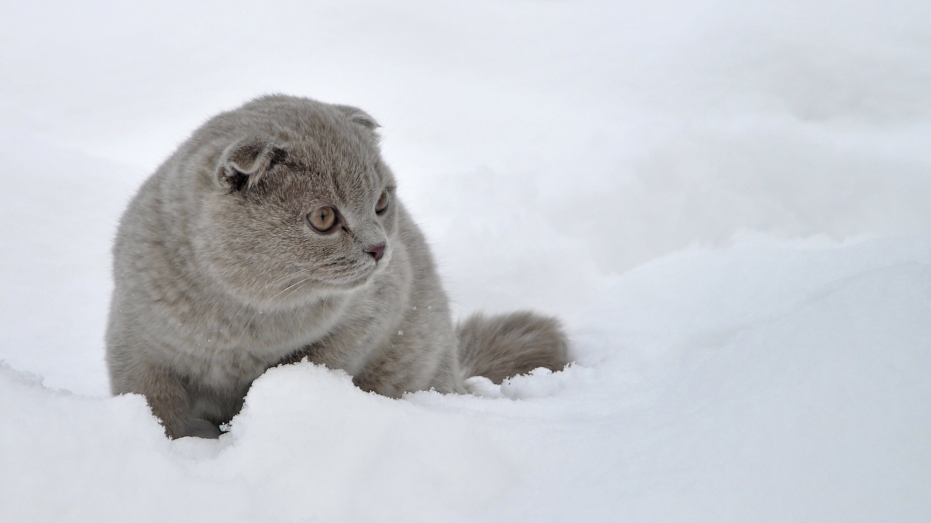Scottish Fold: The nose is short with a gentle curve, and the cat's body is well-rounded with a padded look and medium-to-short legs. 3020x1700 HD Background.