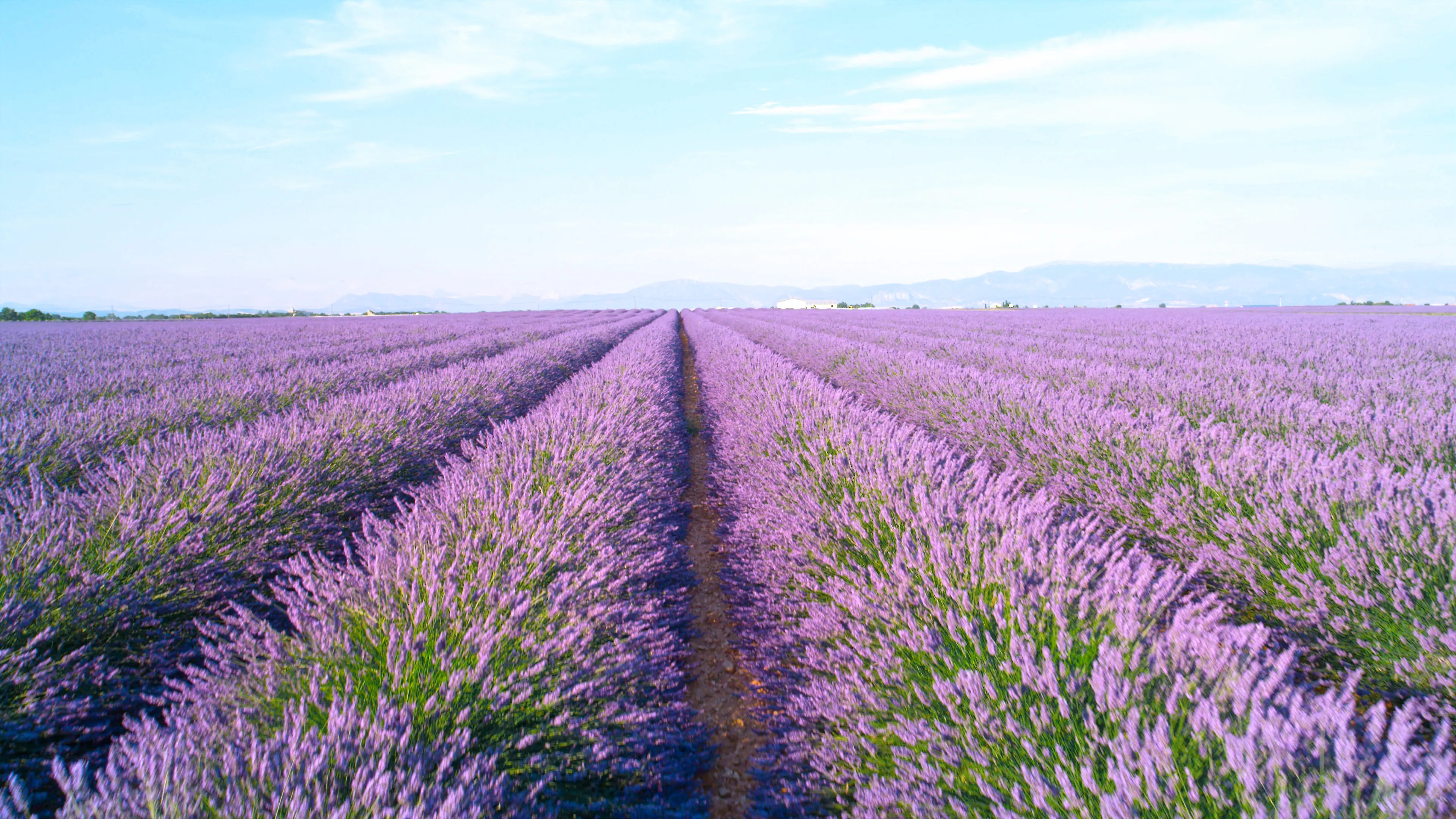 Lavender blooms, Araceli farms, Dixon, California, Nature's glory, 3840x2160 4K Desktop