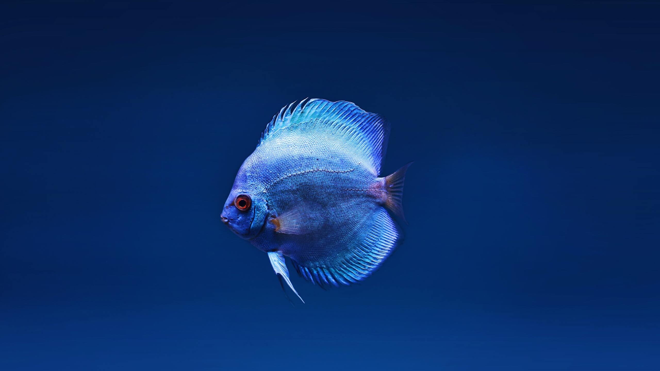 Blue discus fish, 1440p quality, Mesmerizing images, Stunning colors, 2560x1440 HD Desktop