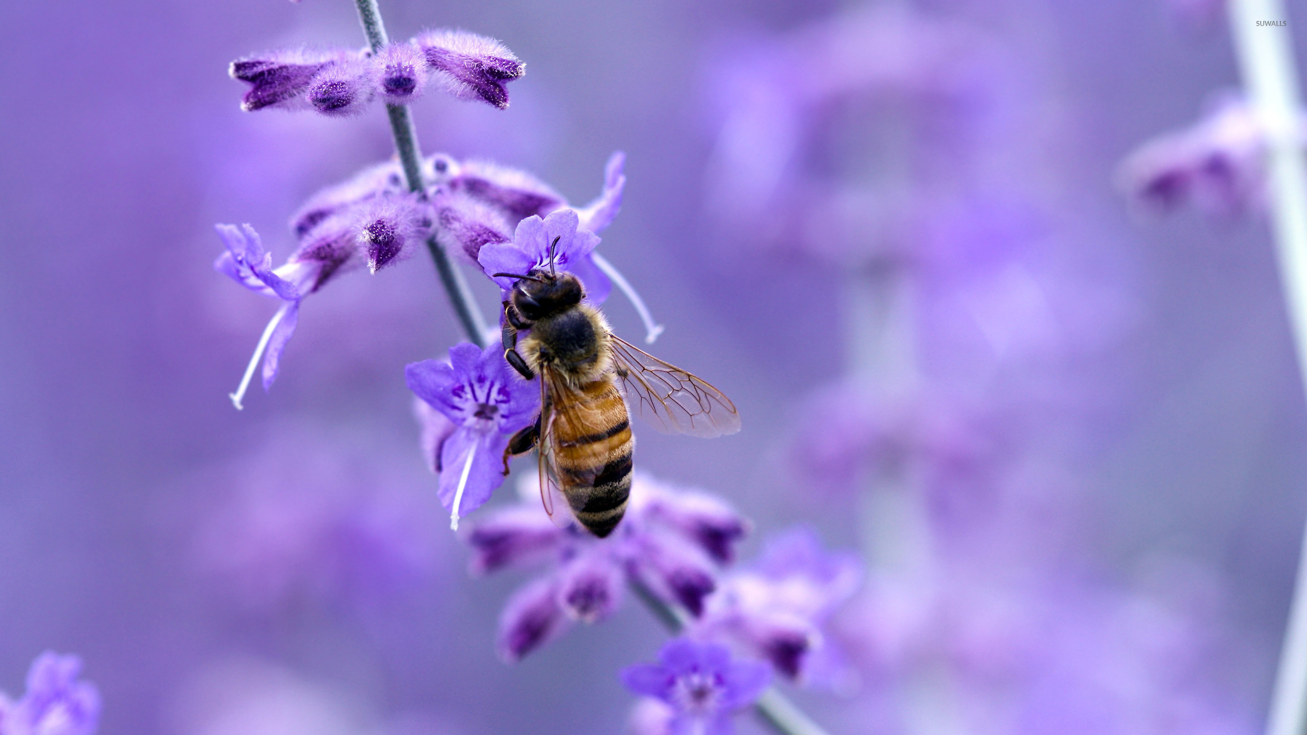 Bee: The symbol of hard work and productivity, Flowering plant. 2560x1440 HD Background.