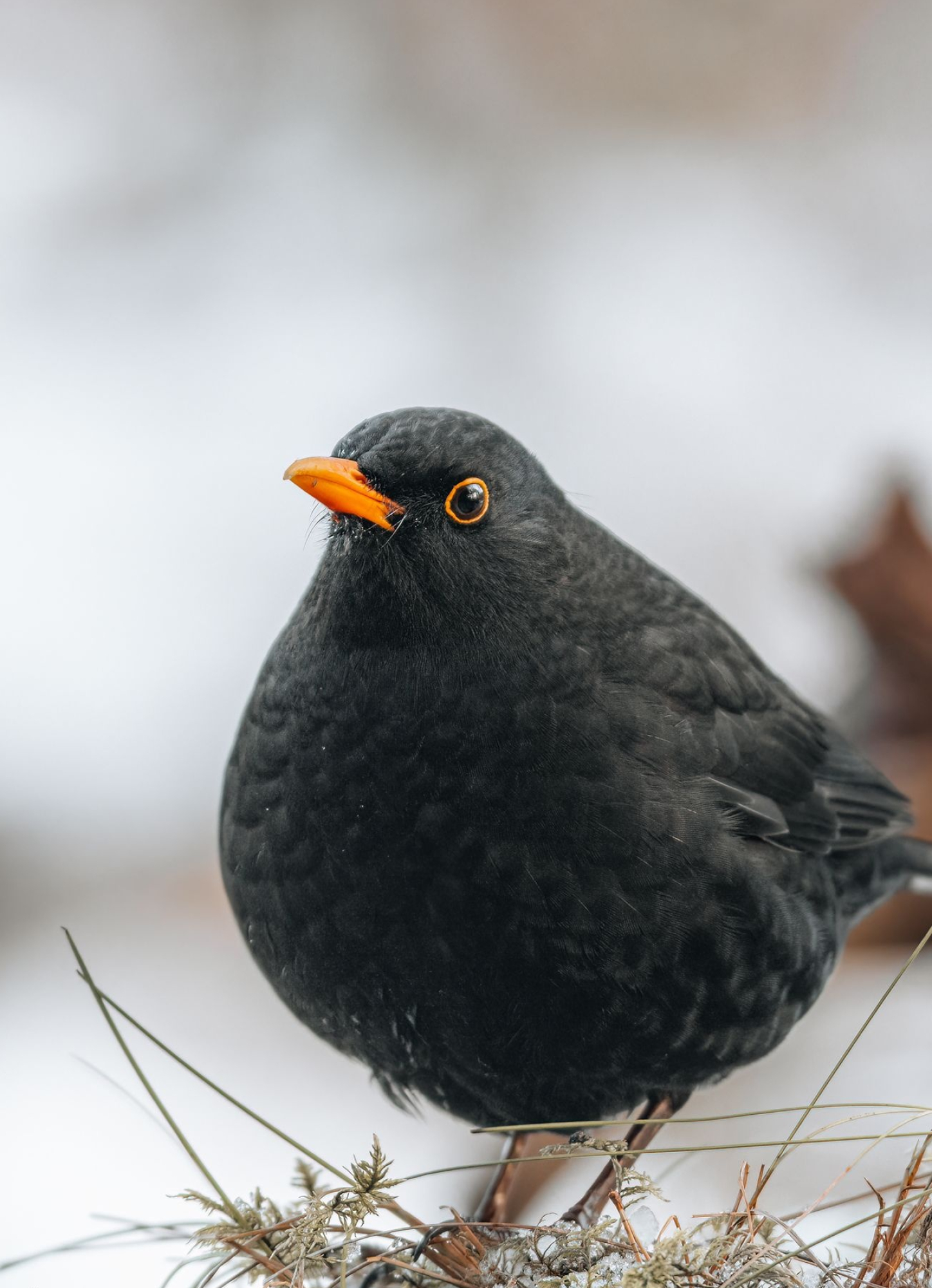 Common Blackbird, Beautiful bird species, Enchanting presence, Nature's harmony, 1450x2000 HD Handy