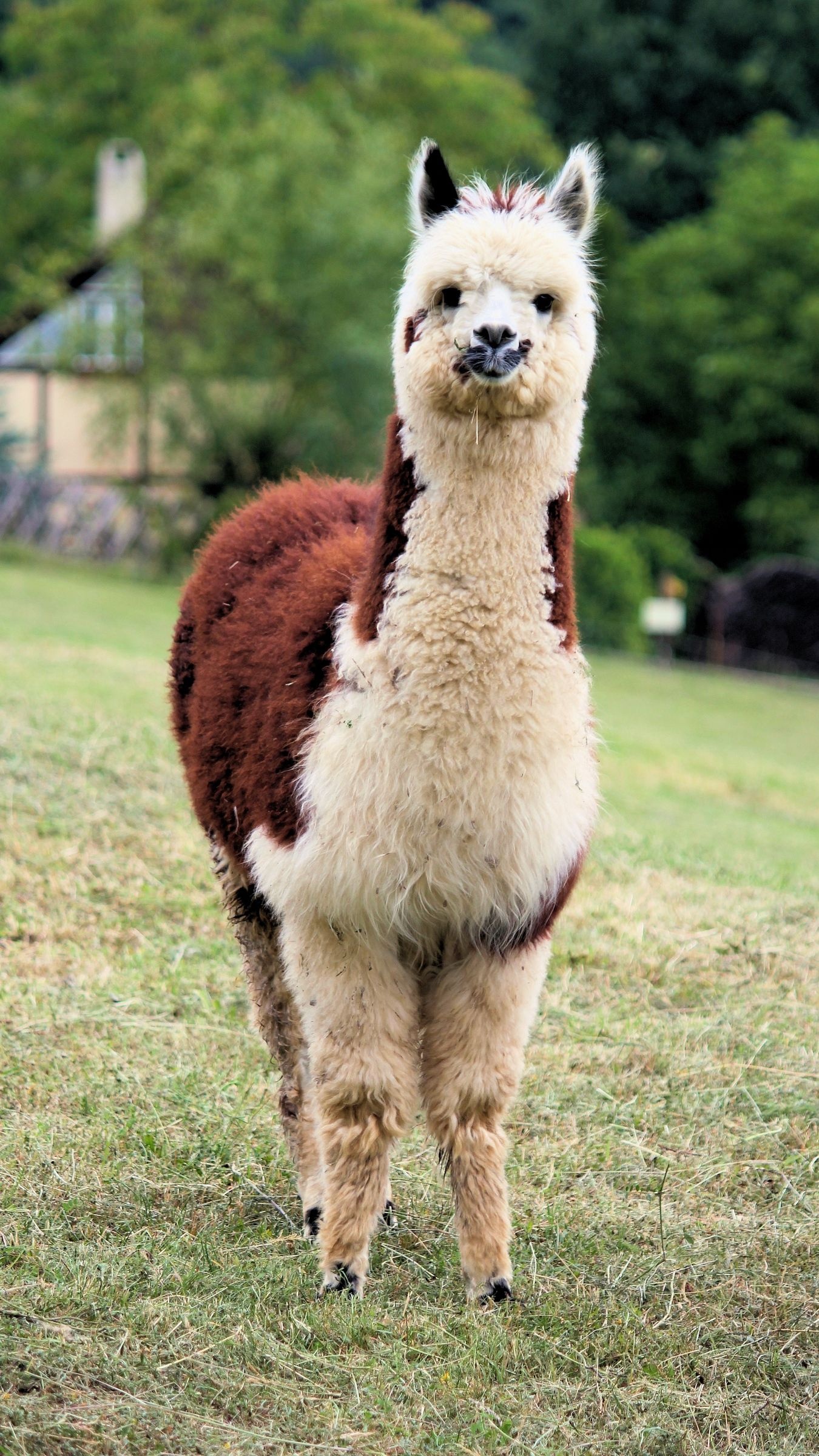 Llama iPhone wallpapers, Stylish backgrounds, Unique designs, Personalized display, 1350x2400 HD Phone