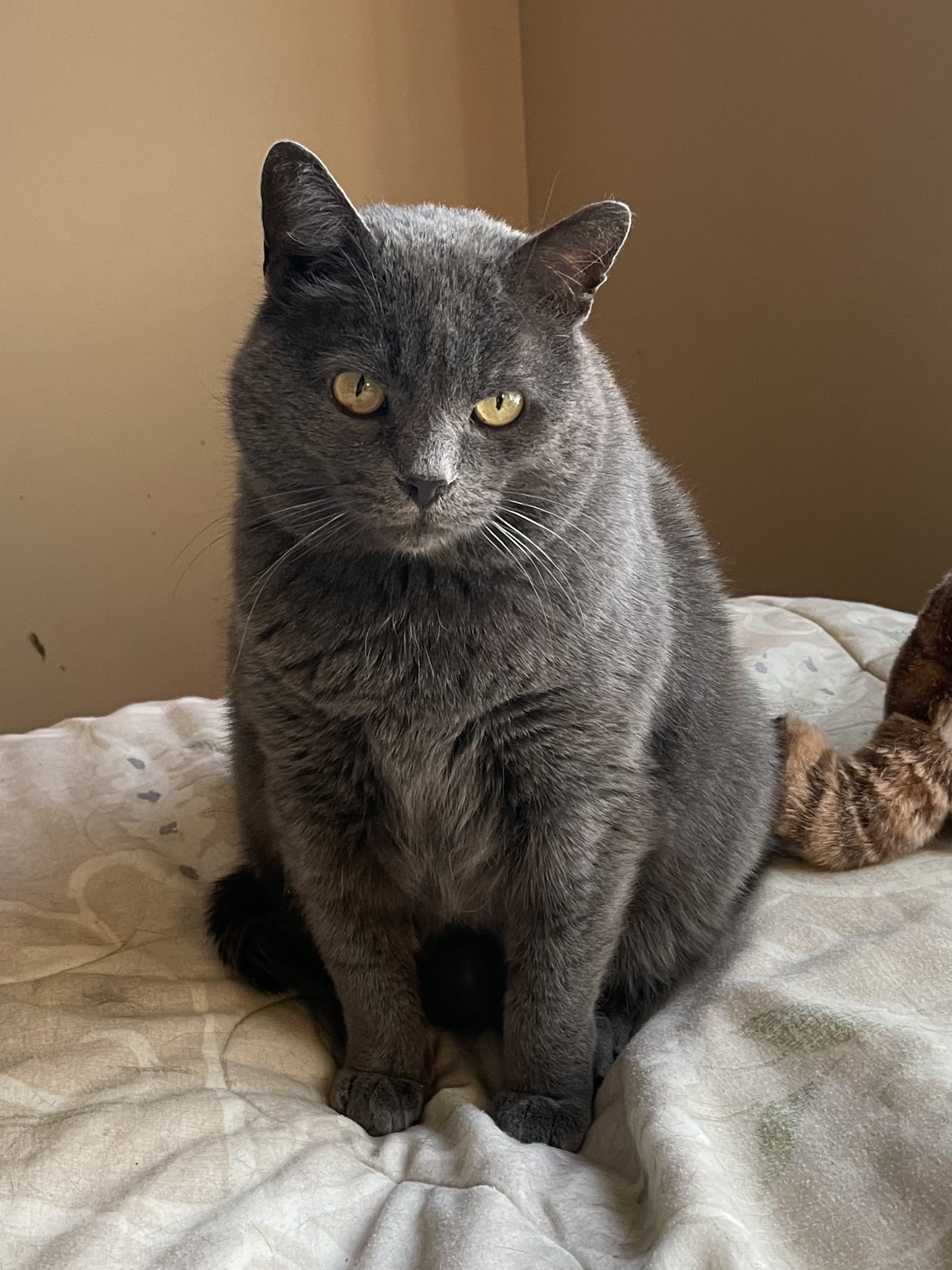 Chartreux Cat, Breed characteristics, Distinctive appearance, Grey fur, 1730x2300 HD Phone