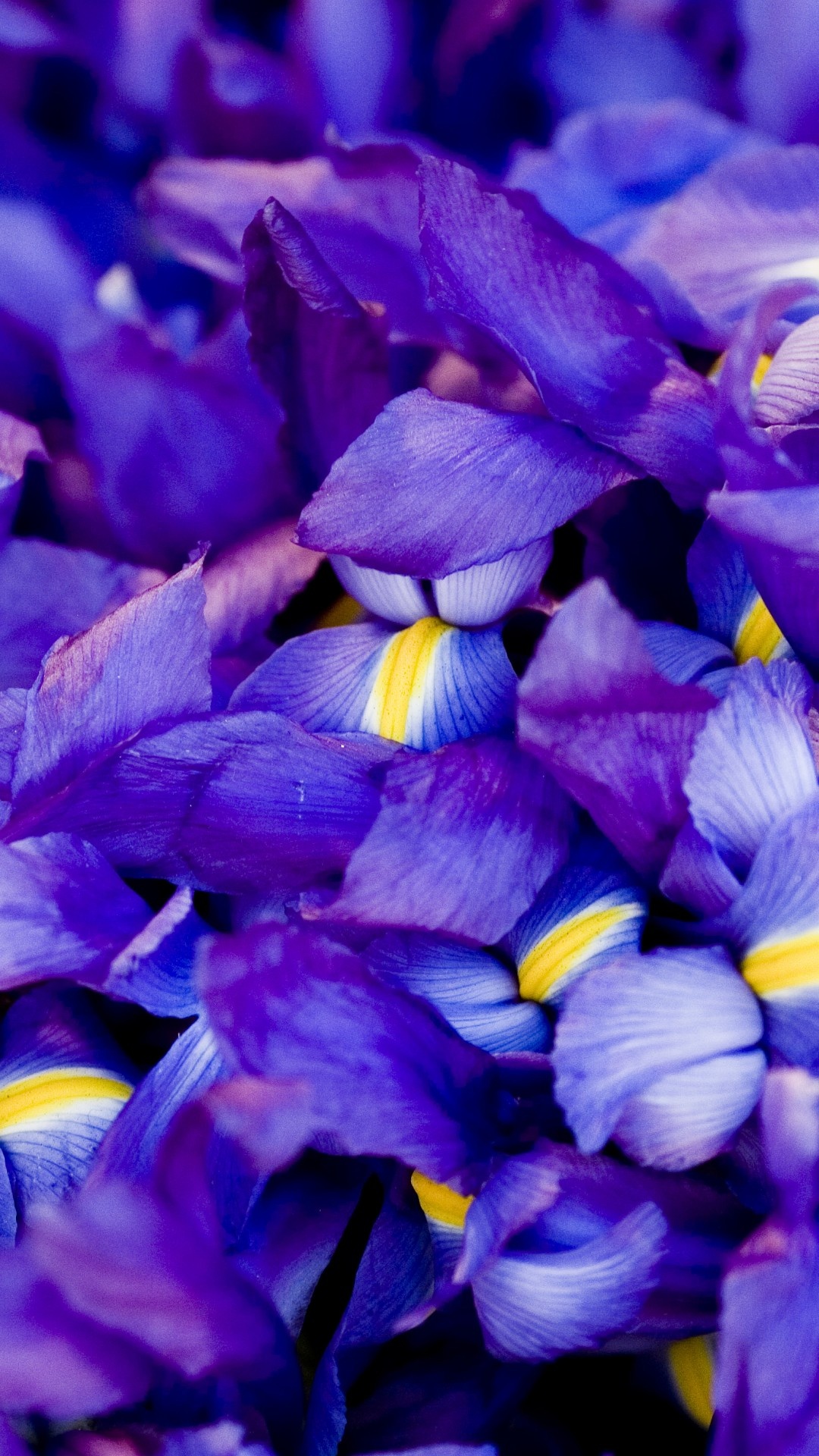 Wallpaper Iris, 5k, 4k wallpaper, macro, flowers, purple, OS #5347 1080x1920