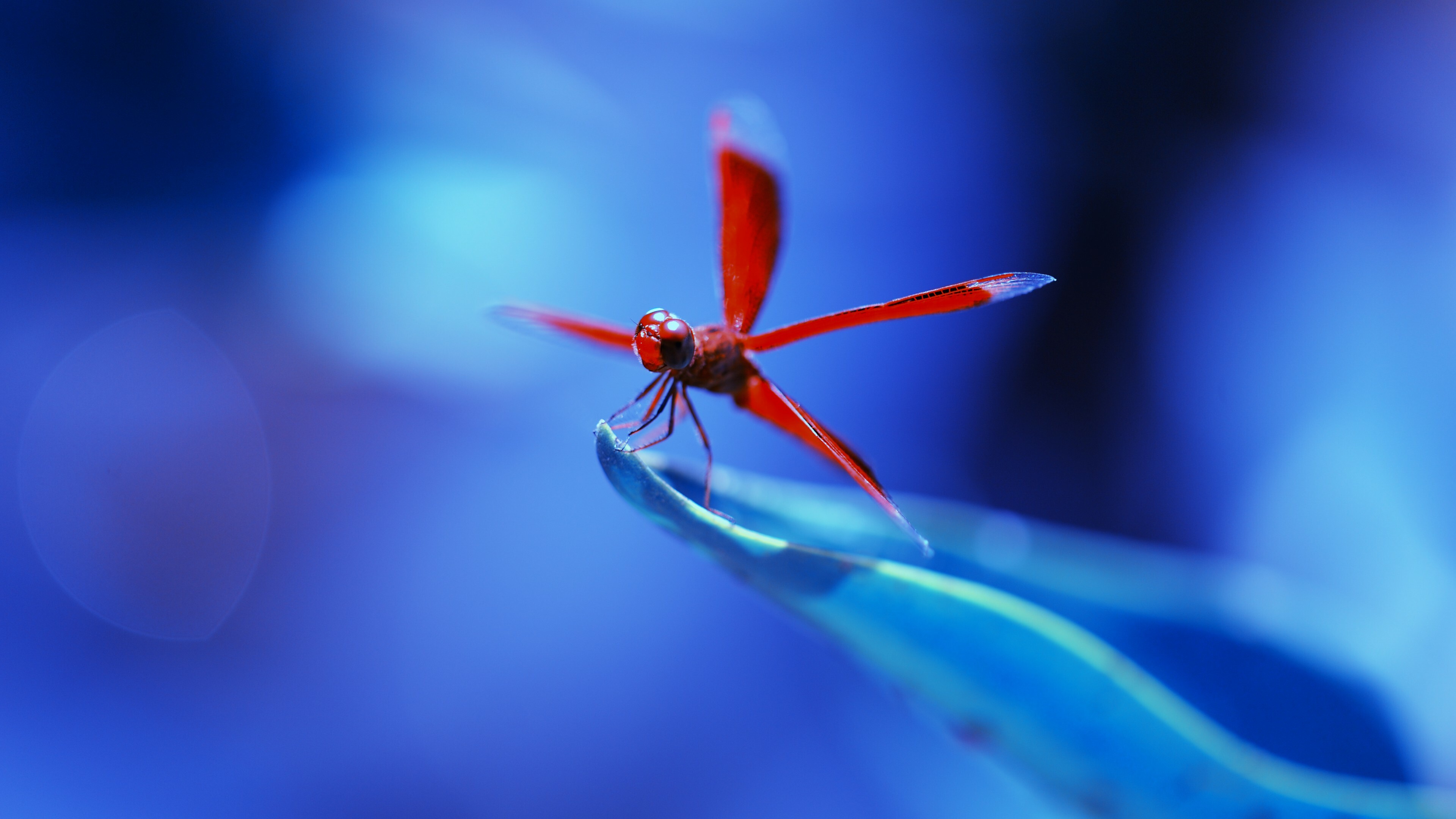 Dragonfly: Insects, Loss of wetland habitat threatens populations around the world. 3840x2160 4K Wallpaper.
