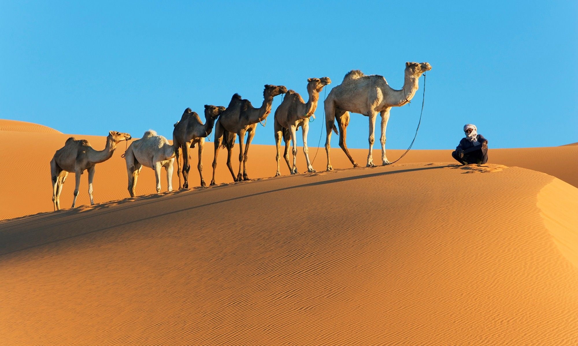 Desert scenery, Top free backgrounds, Camel photographs, Wilderness beauty, 2000x1200 HD Desktop