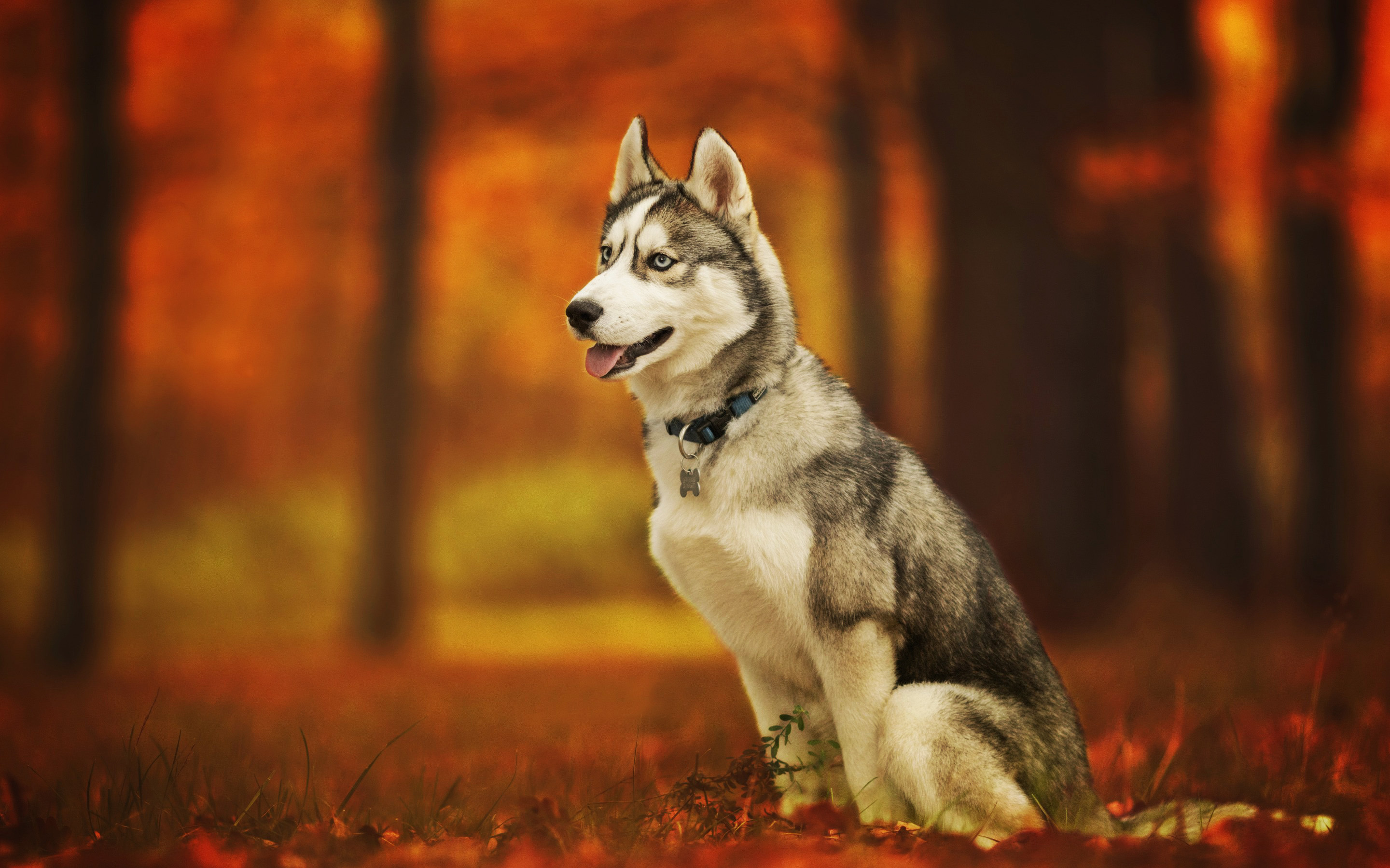 Siberian husky in autumn, Cute and playful, Beautiful forest scene, High-quality HD pictures, 2880x1800 HD Desktop