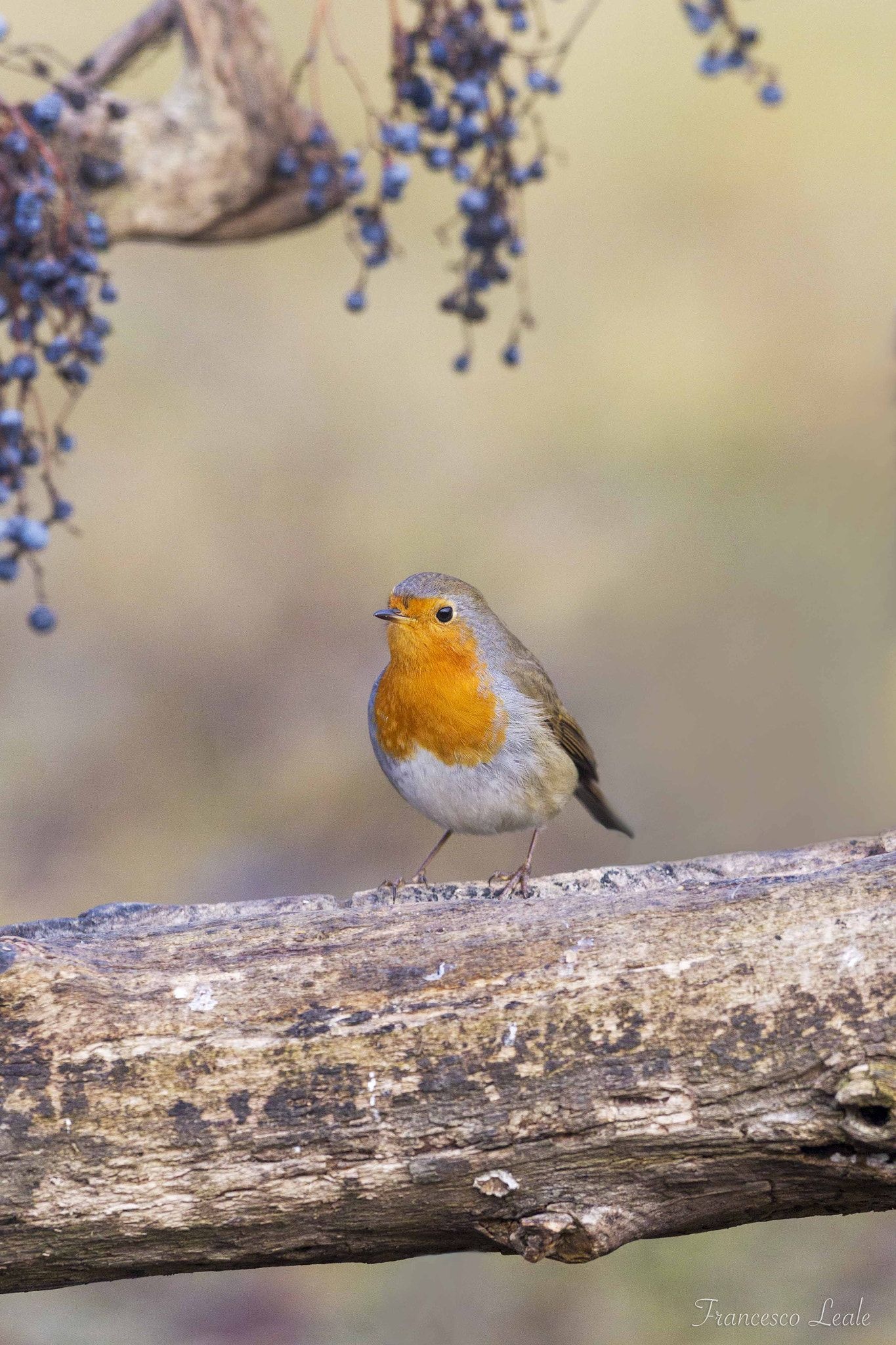 Robin bird, Captivating images, Beautiful bird species, Nature photography, 1370x2050 HD Handy