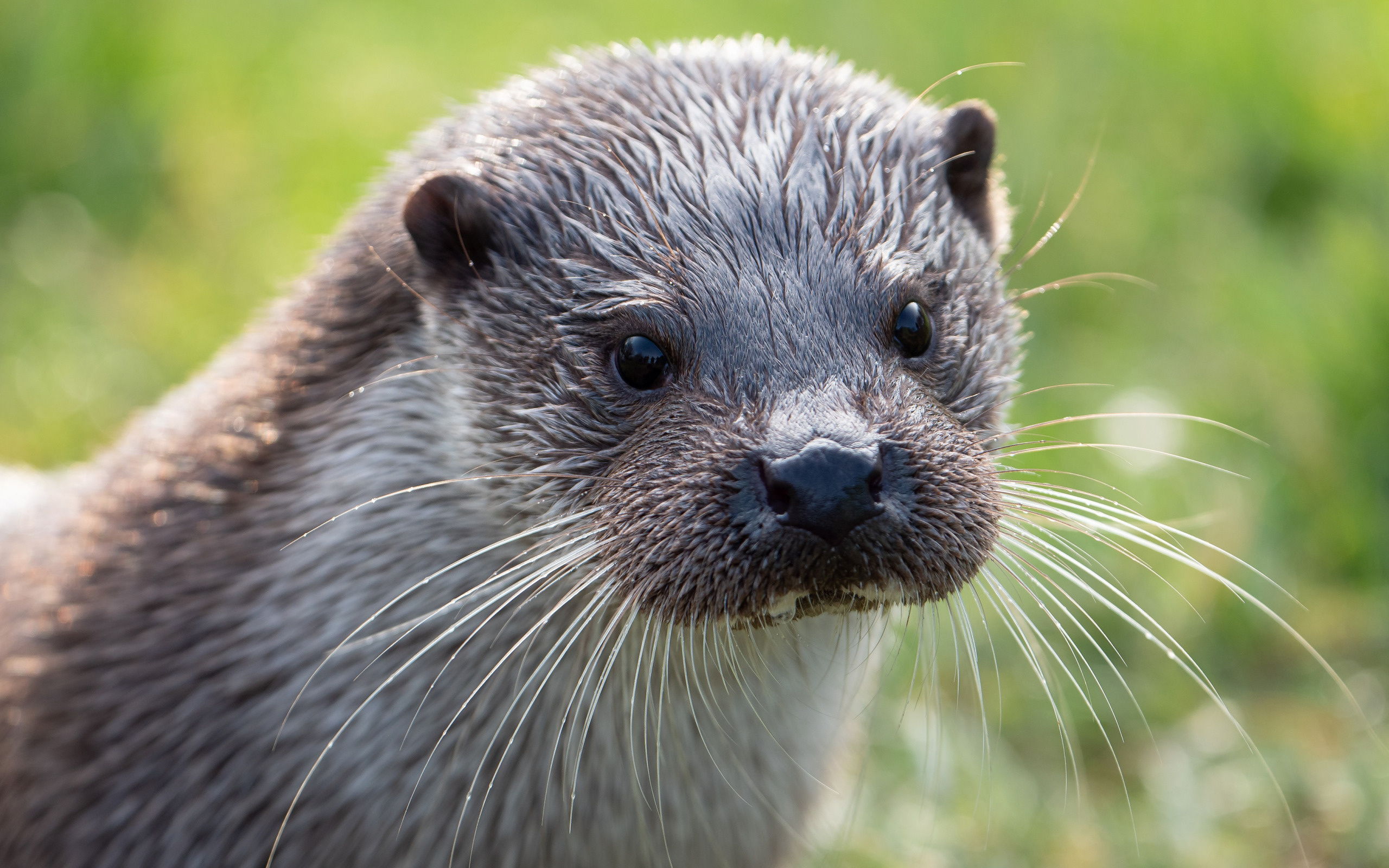 Mustache-clad otter marvel, Unique and charming, Quirky animal portrait, Stand out with otter style, 2560x1600 HD Desktop