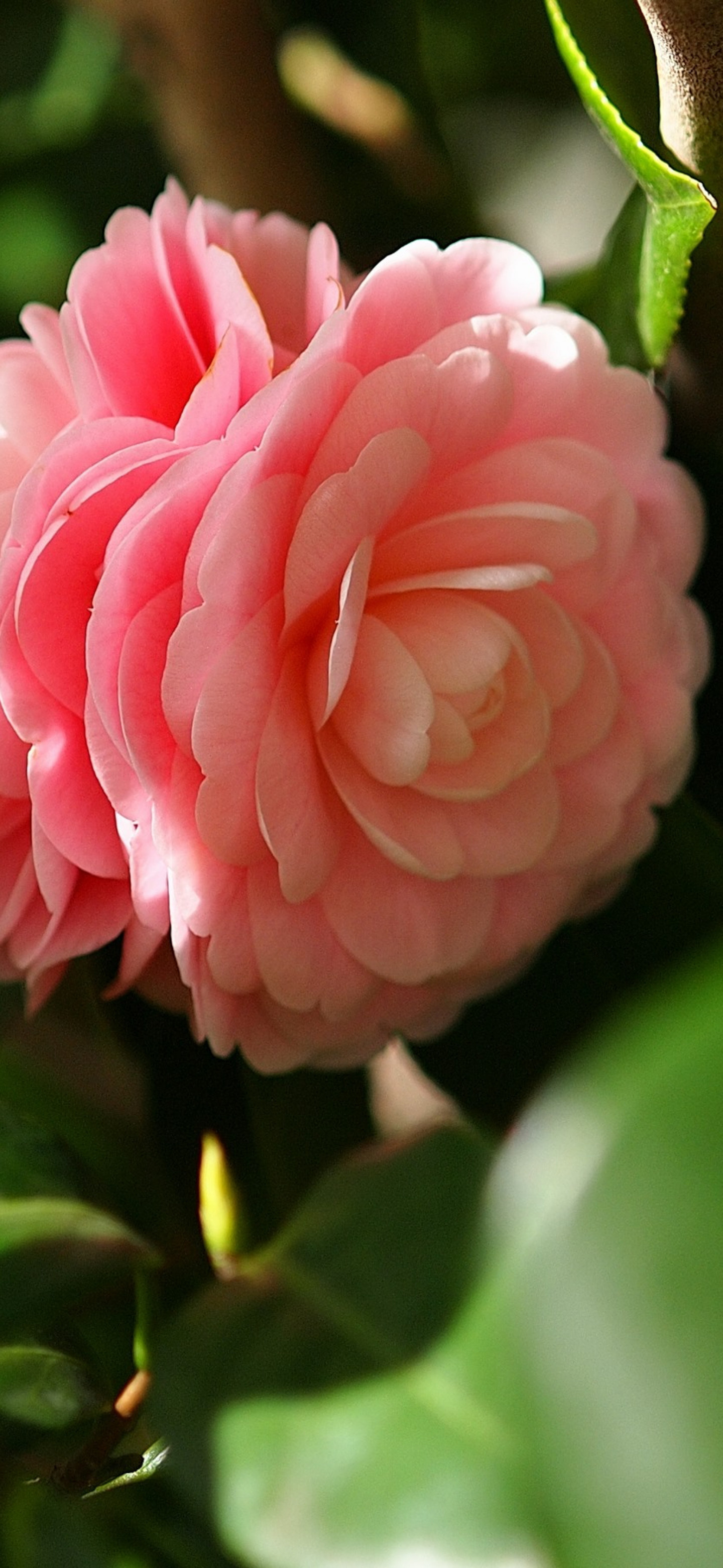 Camellia pink flowers, Petals wallpapers, 1440x3120 HD Phone
