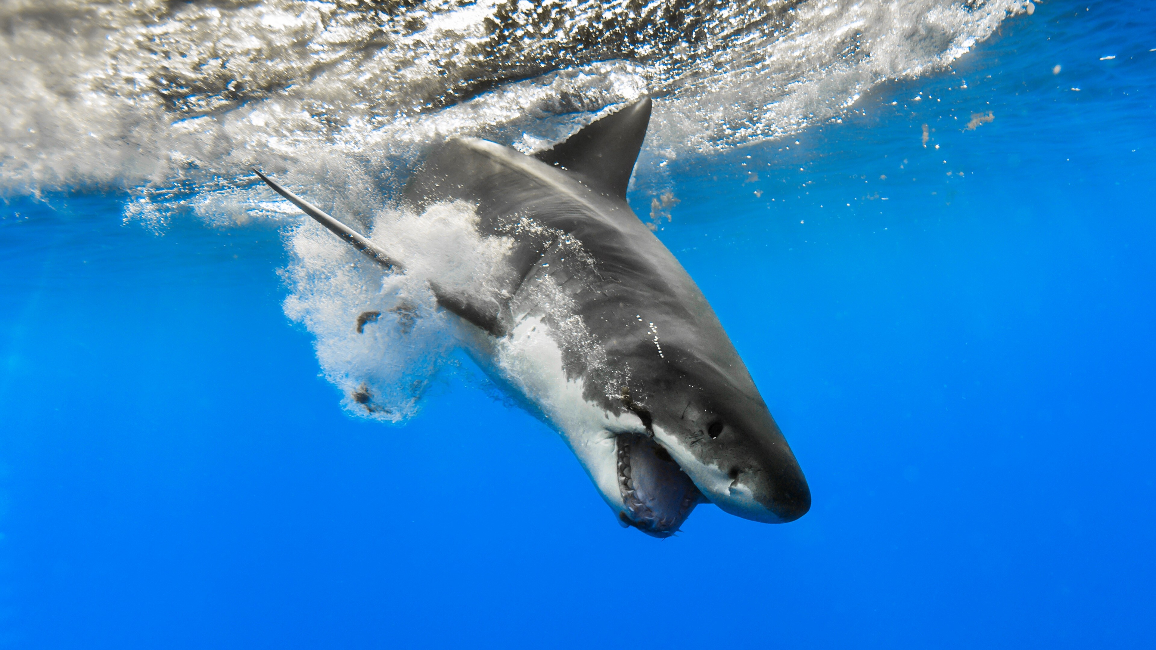 Shark: Great white shark, Has numerous sets of replaceable teeth. 3840x2160 4K Wallpaper.