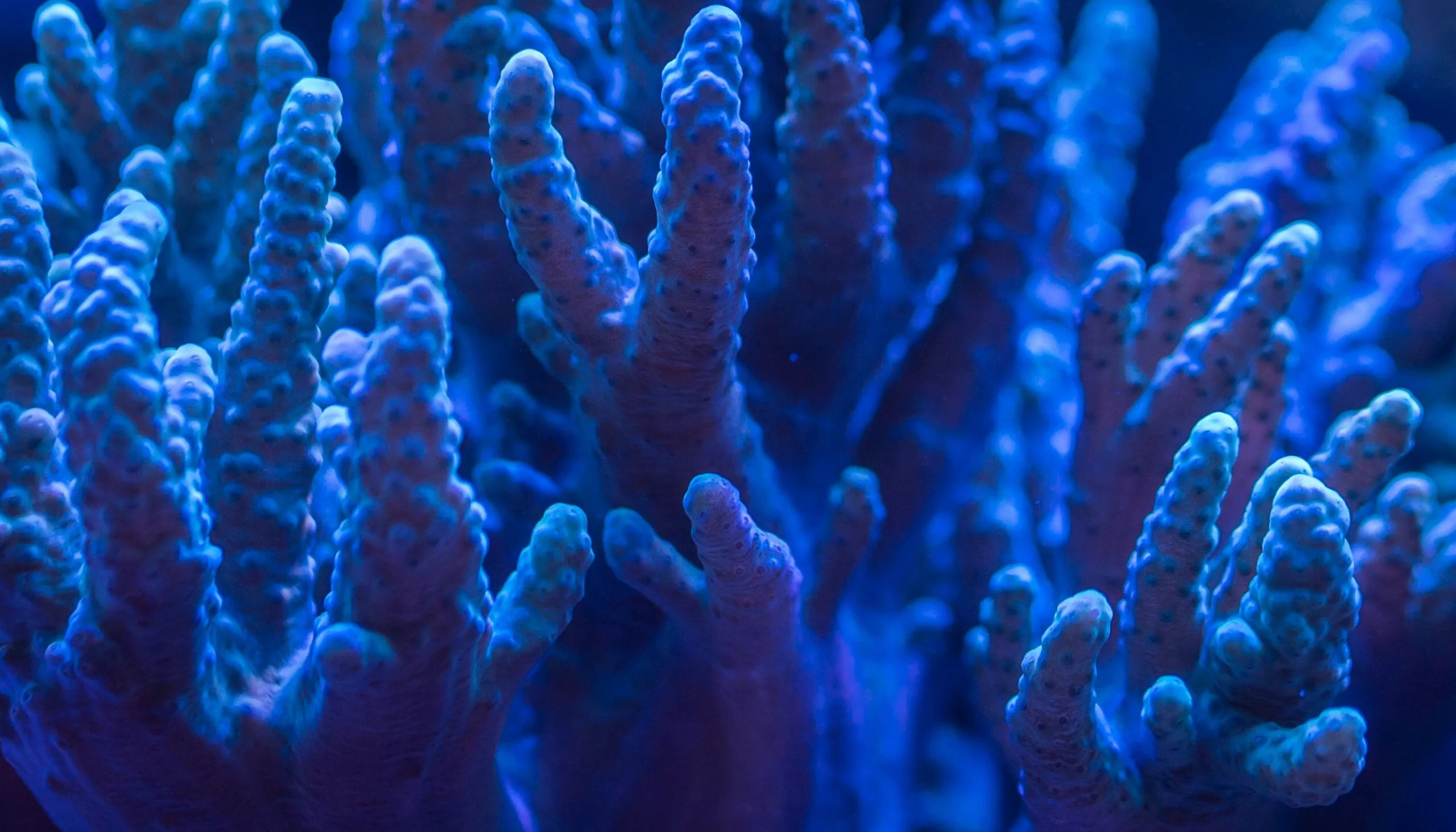 Holistic coral view, Nature's interconnectedness, Coral reef health perspective, A comprehensive approach, 2560x1470 HD Desktop