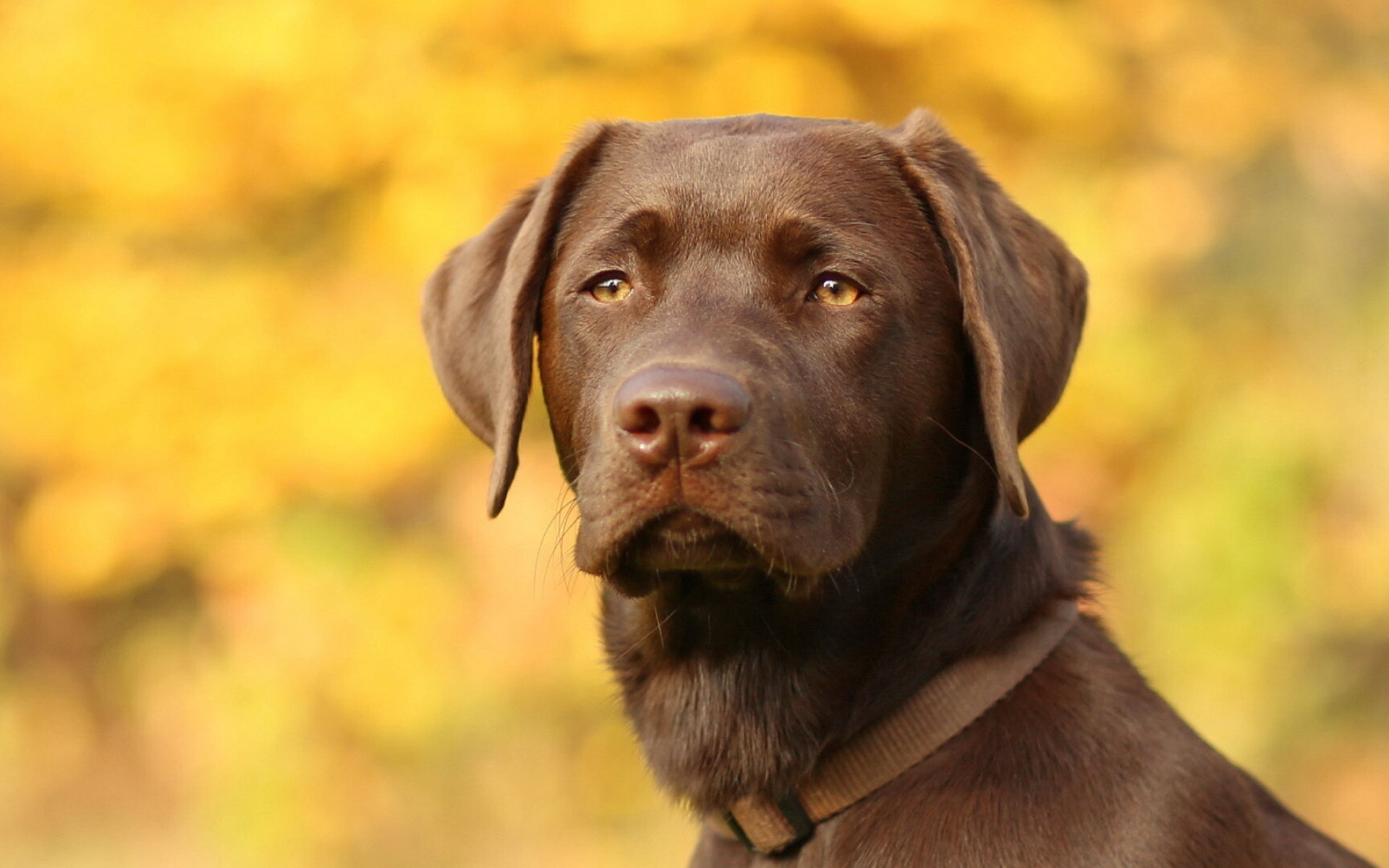 Labrador Retriever: Brown Lab, Companion dog, Working animal. 1920x1200 HD Background.