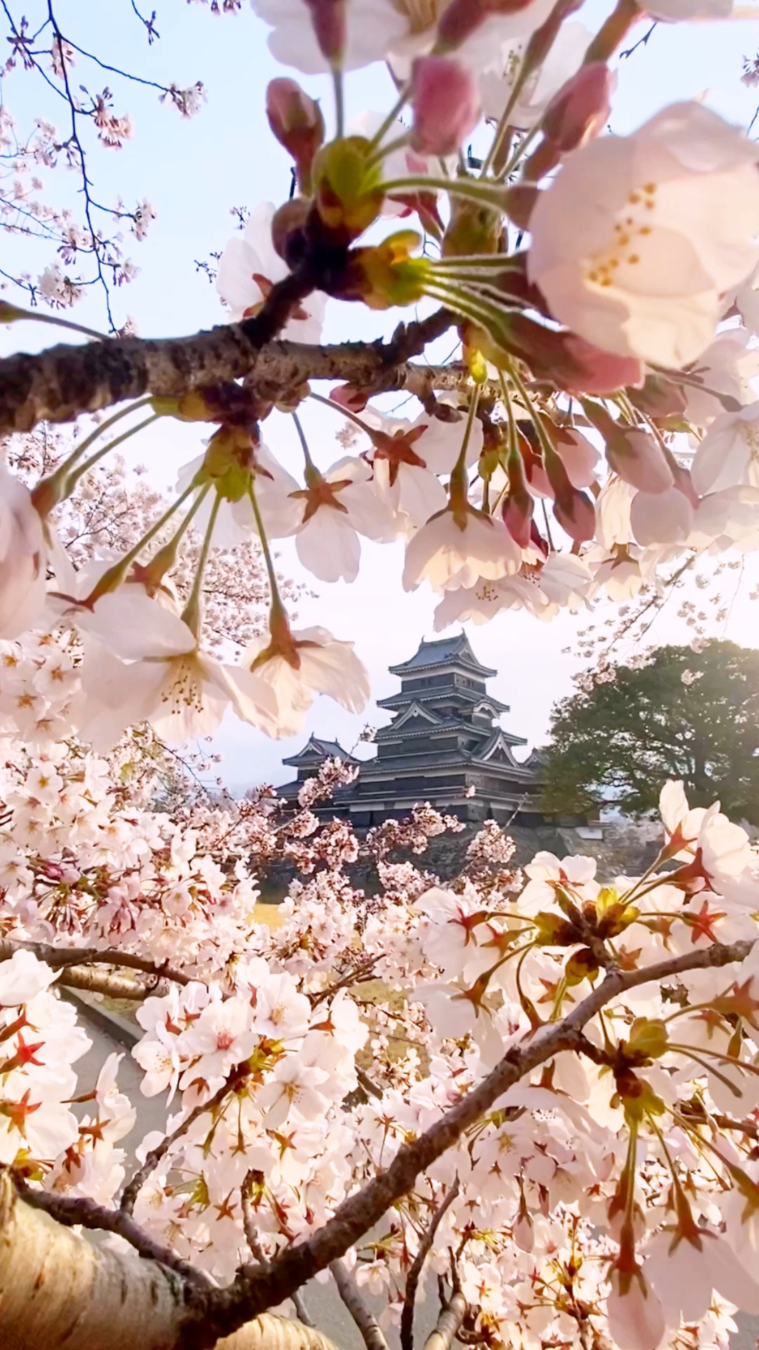 Matsumoto Castle, Cherry blossom season, Beautiful landscape, Tranquil scenery, 1080x1920 Full HD Phone