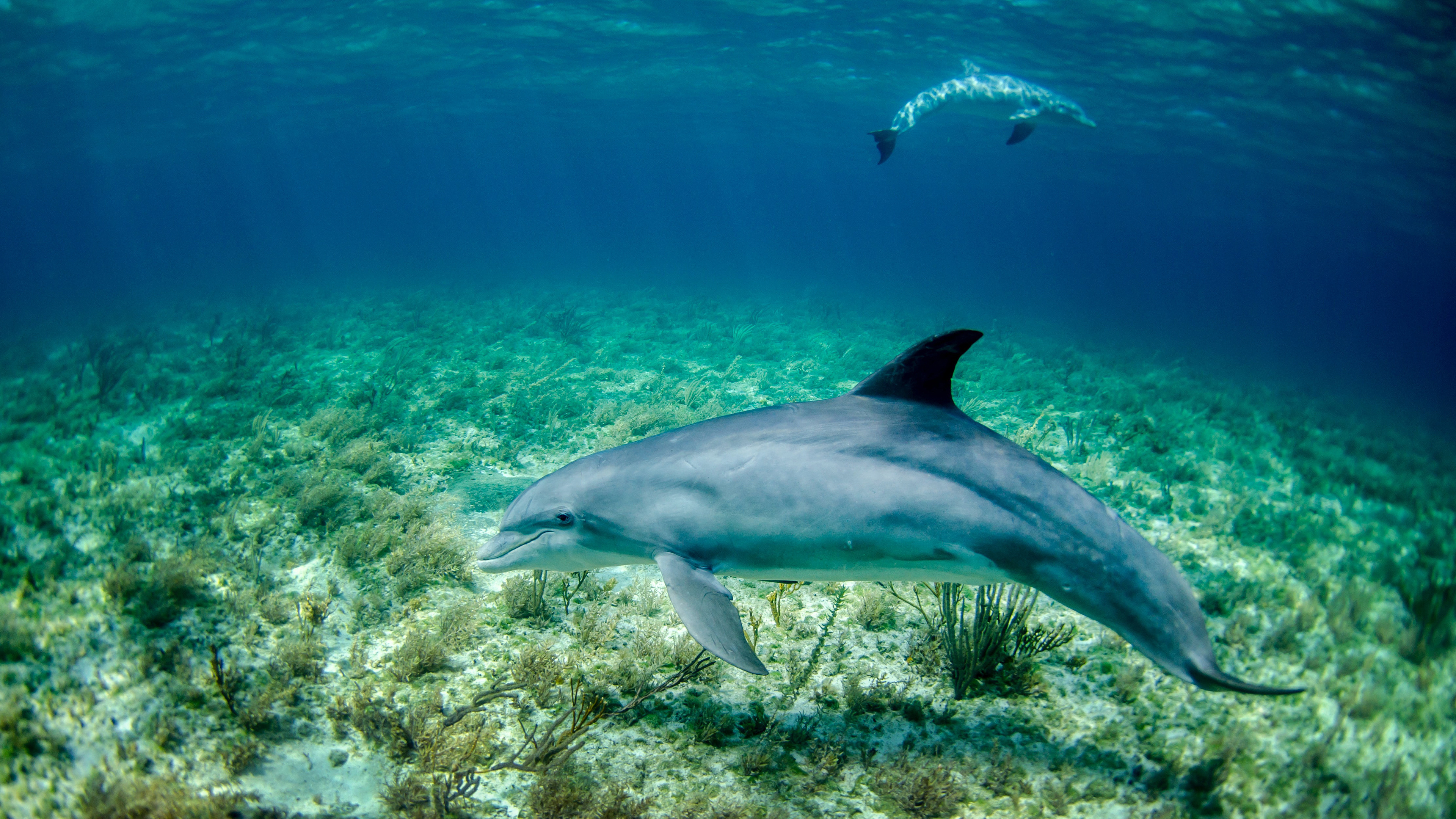 Dolphin on the bottom, Beautiful underwater, Marine beauty, Free photo, 3840x2160 4K Desktop