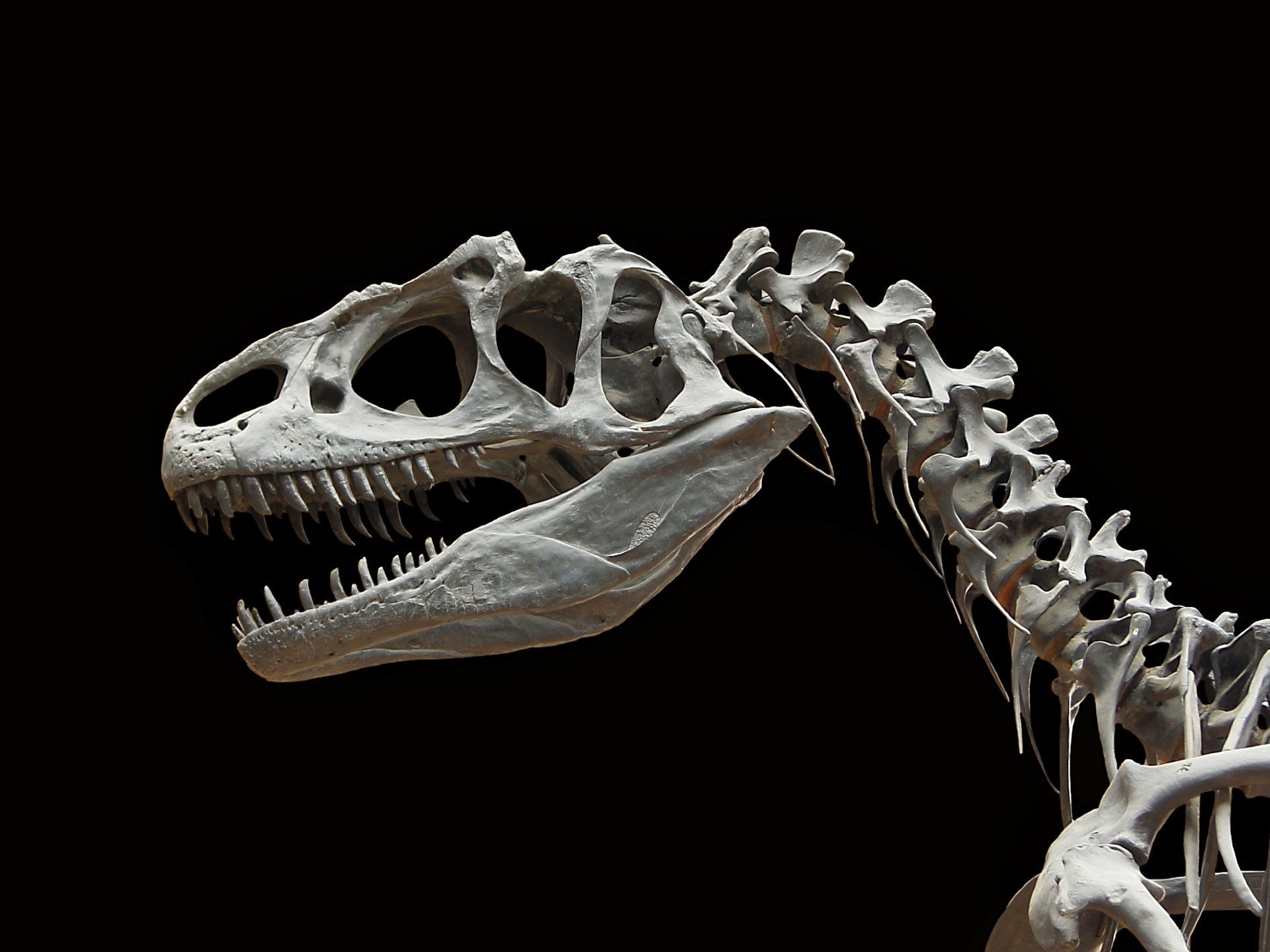Dinosaur fascination, Visual marvels, Mesozoic creatures, Ancient reptiles, 1920x1440 HD Desktop