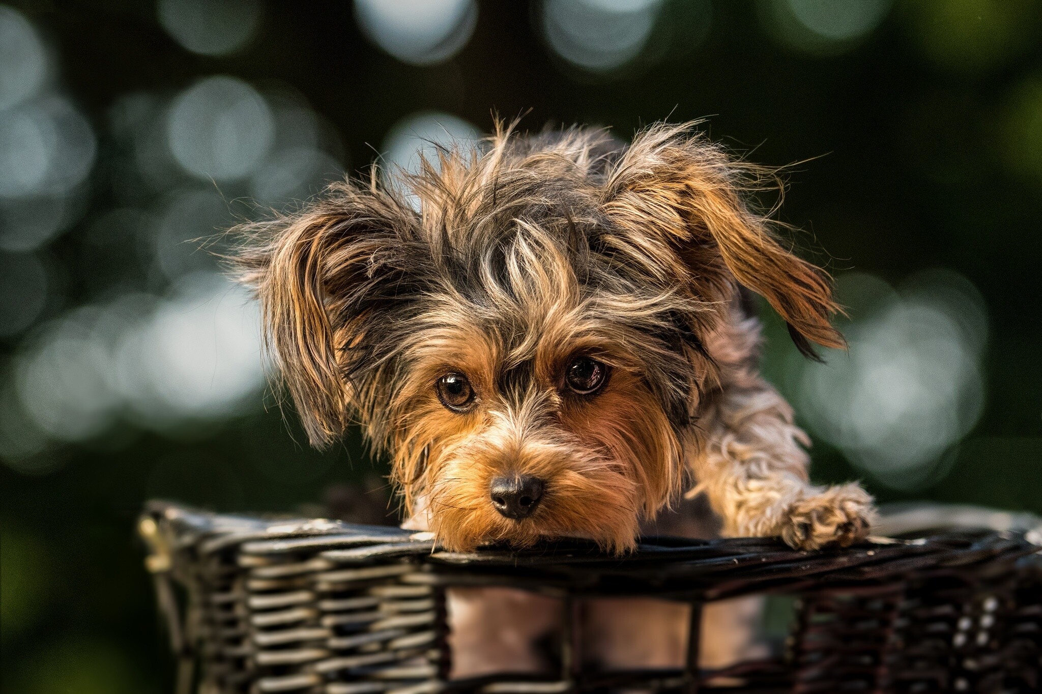 Yorkshire Terrier: Animals, Dog, The lifespan of the breed is 13–20 years. 2050x1370 HD Wallpaper.