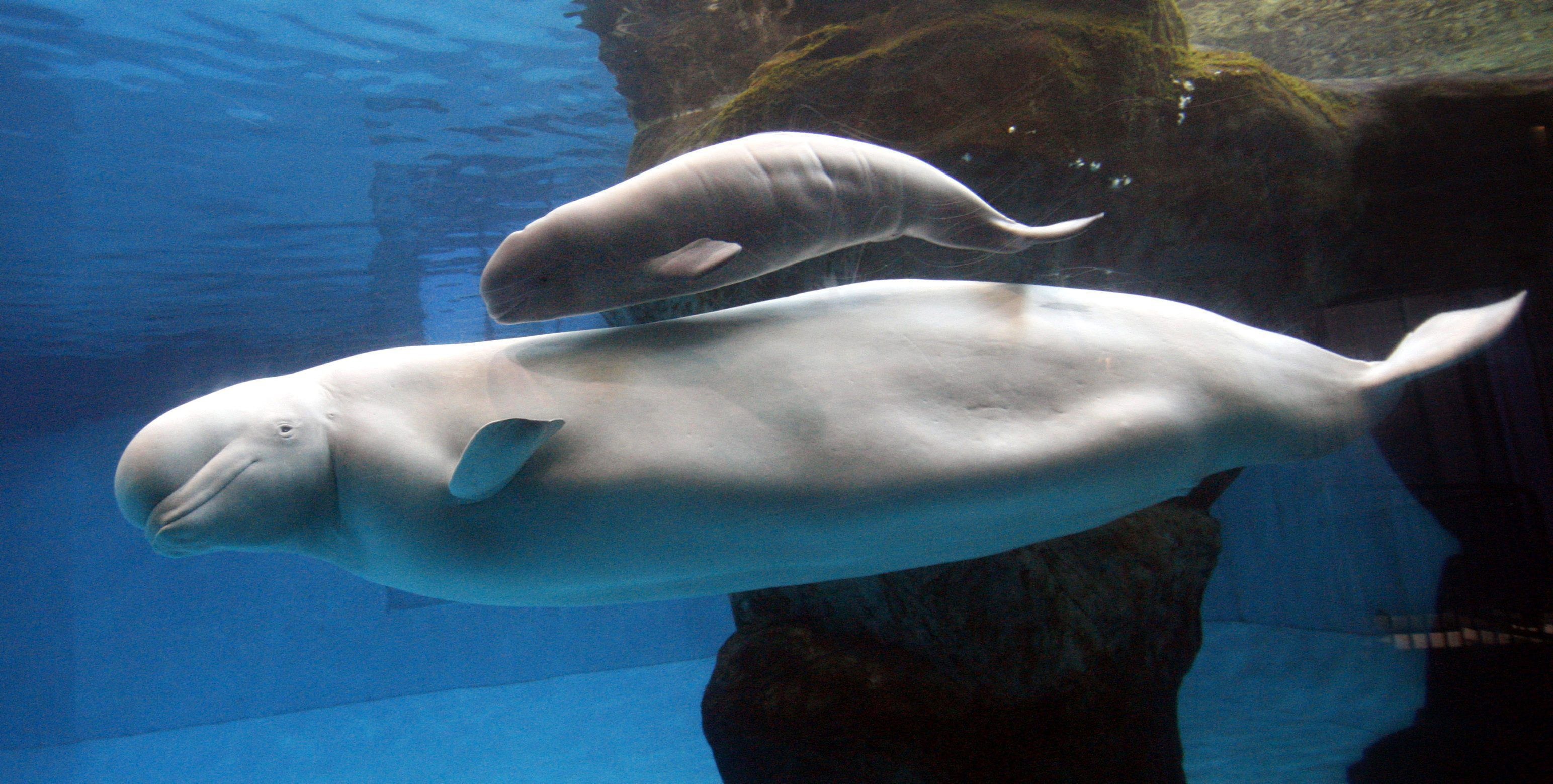 Beluga Whale, Graceful oceanic creature, Captivating aquatic beauty, White aquatic mammal, 3090x1560 HD Desktop